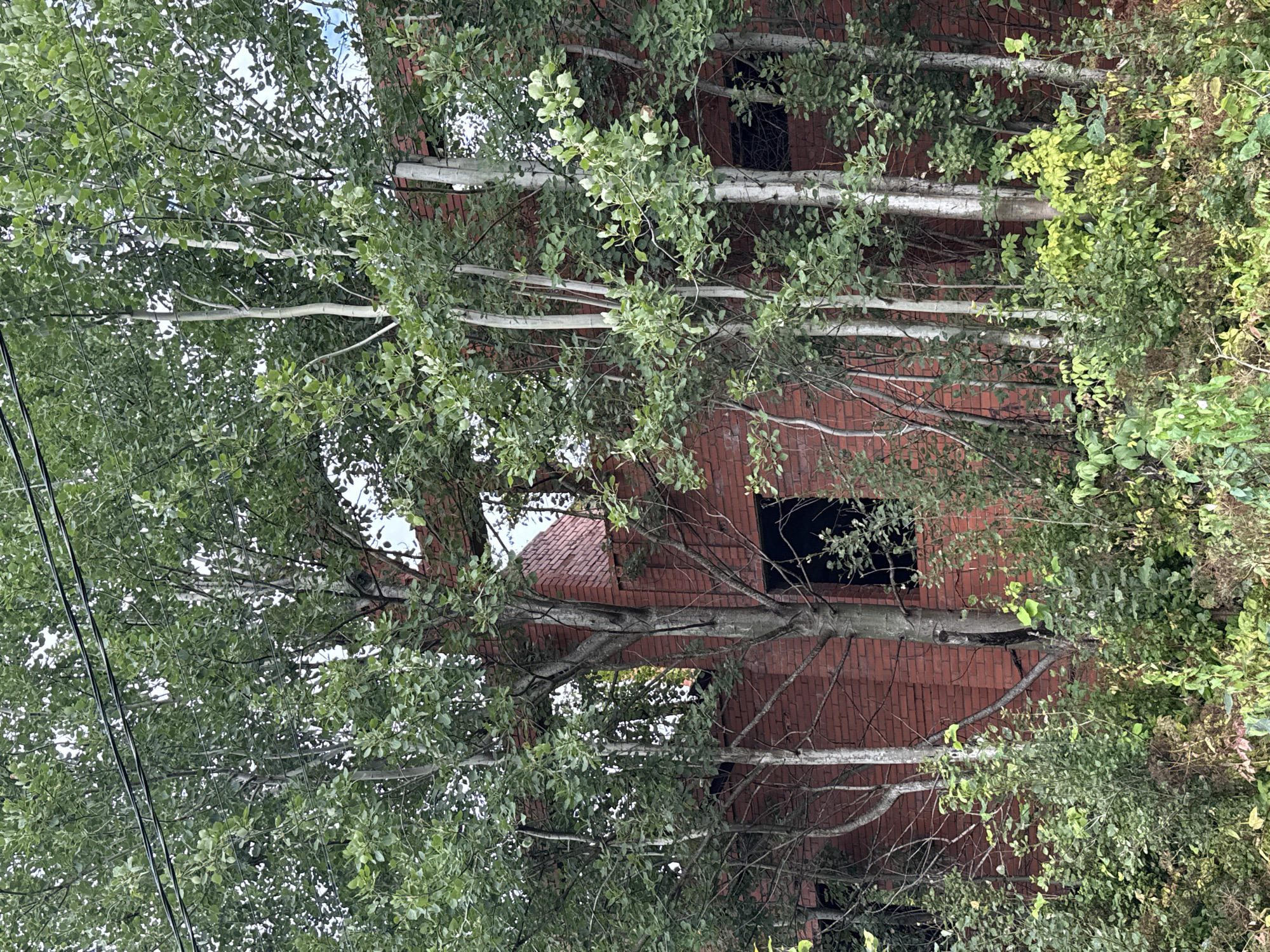 The image shows an exterior view of an abandoned brick building, partially overgrown with trees and vegetation. The brickwork is a reddish-brown color, and several large, dark, rectangular openings that appear to be windows or doorways are visible. The building's roofline is irregular and appears to be partially collapsed or unfinished, with exposed brickwork and structural elements. Tall, slender trees with light-colored bark and dense green foliage are growing in front of and around the building, obscuring a significant portion of the structure. The ground in the foreground is covered with dense undergrowth, including various types of plants and weeds. Overhead, power lines are visible, stretching across the top of the frame. The overall impression is one of decay and nature reclaiming an abandoned man-made structure. The location is identified as Vsevolozhsk, Russia.