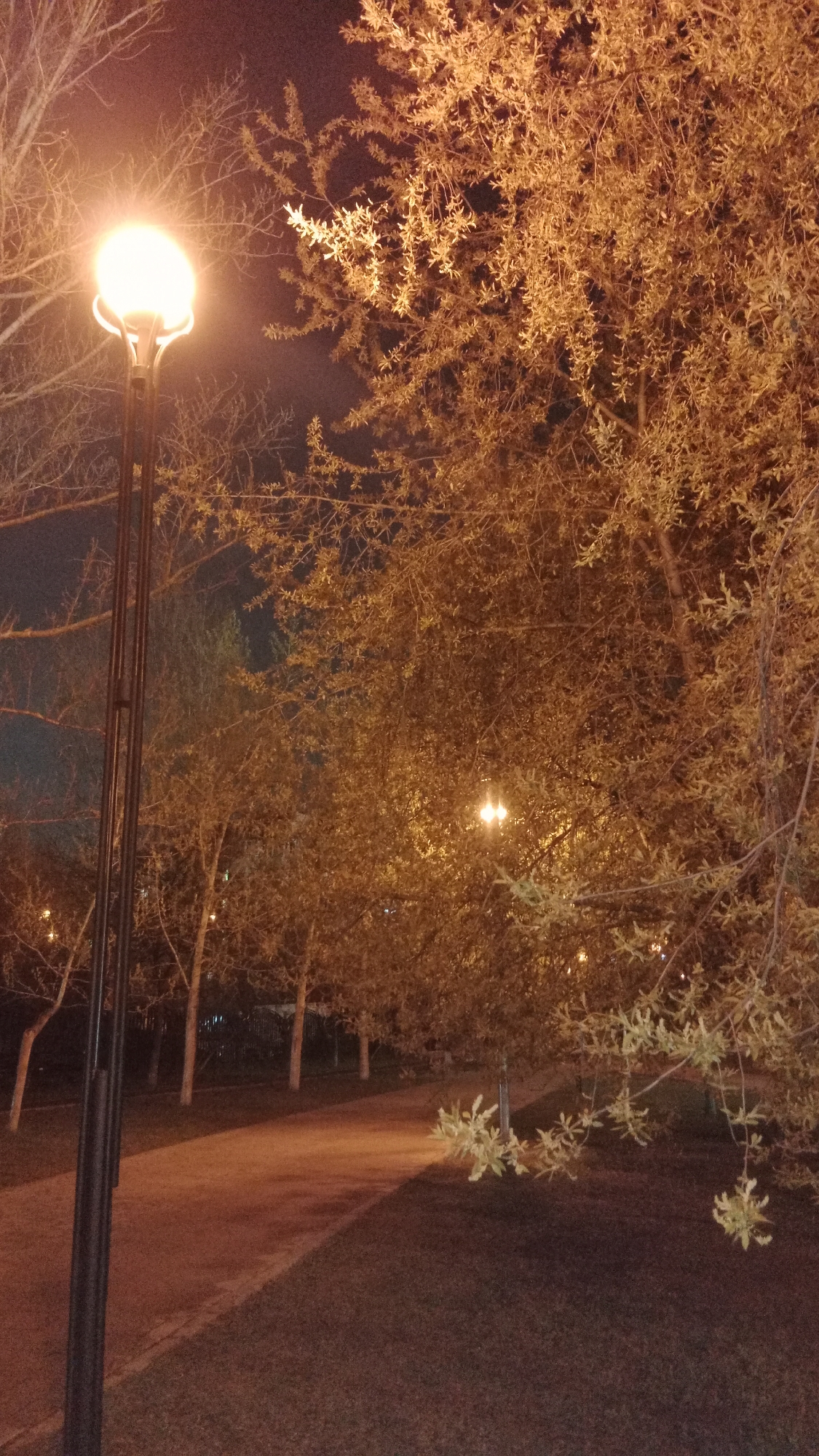 The image depicts a tranquil park or public garden scene at night, illuminated by artificial light. The primary subject is a tall streetlamp on the left, emitting a bright, warm yellow-orange glow that intensely lights up the immediate surroundings. To the right of the lamp, a large tree with dense, light-colored foliage (possibly early spring leaves or catkins) is bathed in this golden light, making its leaves appear radiant against the dark sky. Other trees with bare branches are visible behind and around the streetlamp, some also subtly touched by the warm light.
A paved path, reddish-brown in color, stretches from the foreground into the mid-ground, winding between the trees. To the right of the path, a patch of grass is visible, partially illuminated and partially in deep shadow. Further down the path, another dimmer light source can be seen through the trees, suggesting a longer walkway. The sky is dark, indicating it is nighttime. No people or activity are present, giving the scene a peaceful and still ambiance. There is no visible text. The location context is Moscow, Russia.