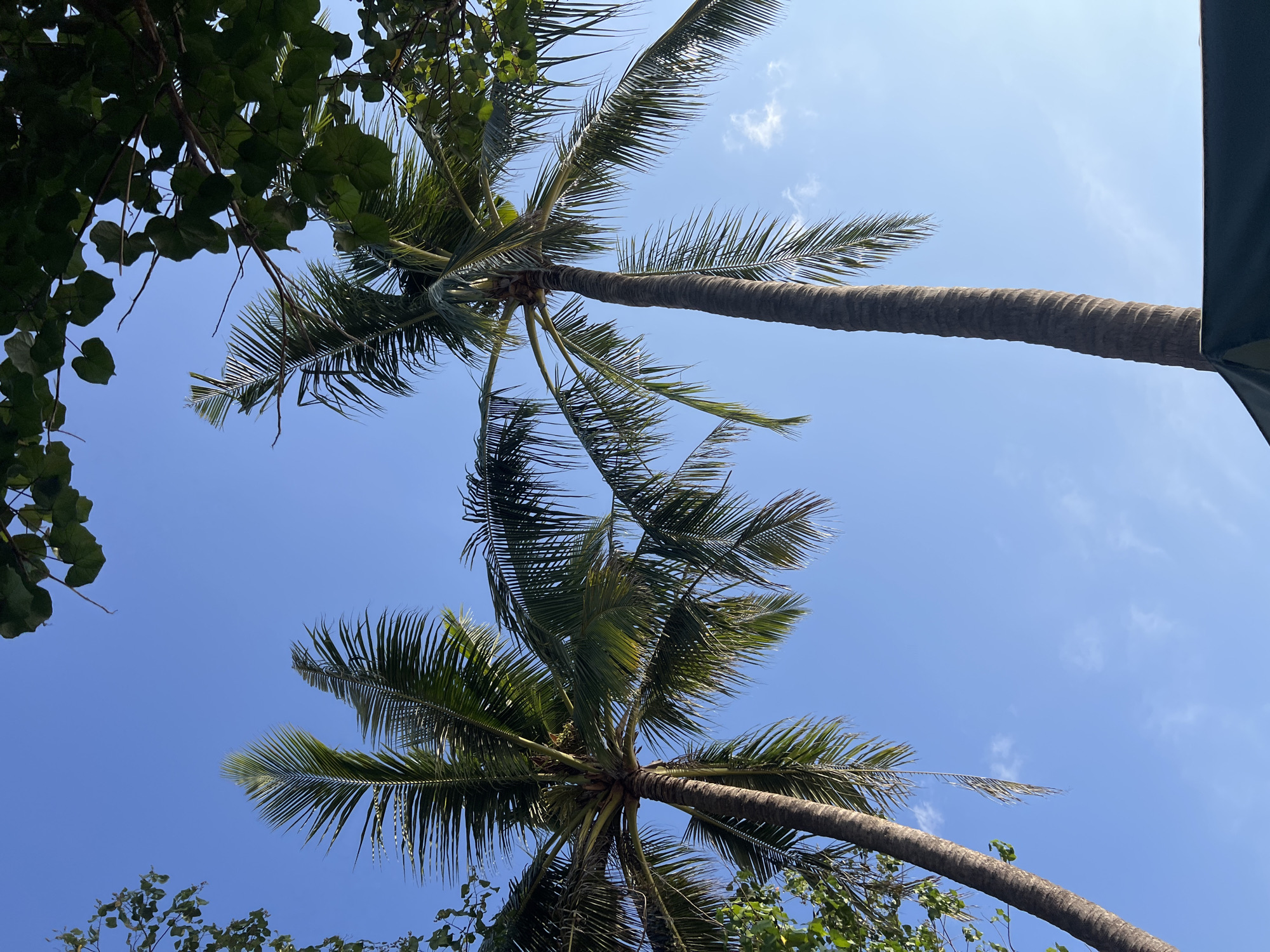 Two tall palm trees are silhouetted against a clear blue sky with a few wispy clouds. The fronds of the palms are green and lush, with some appearing to be blown by a gentle breeze. The trunks of the trees are textured and brown, showing their age and height. In the upper right and upper left corners of the image, branches and leaves from other trees are visible, providing a framing effect. The bottom edge of the image shows the top of a dark green structure, possibly a tent or awning. The scene suggests a tropical or subtropical location, consistent with Kuta, Indonesia, a popular beach resort town known for its palm-lined beaches and vibrant atmosphere. There are no people visible in the image.