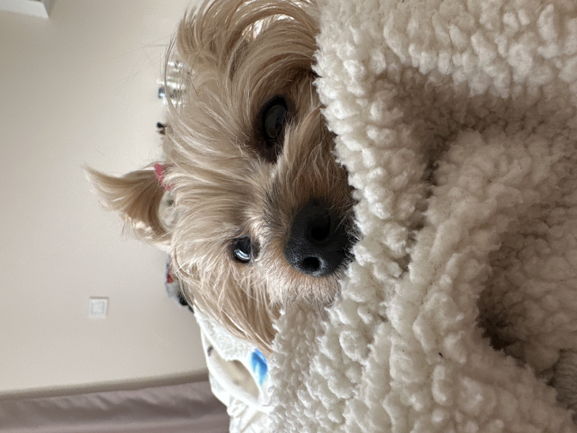 A close-up shot focuses on a small, tan-colored dog with long, shaggy hair. The dog's face, featuring dark eyes and a black nose, is partially obscured by a fluffy, white blanket. The dog's right ear, adorned with a small pink bow, is visible. The background is out of focus, but a wall with a light switch is seen. The dog is indoors. The location in Sofia, Bulgaria is unknown.