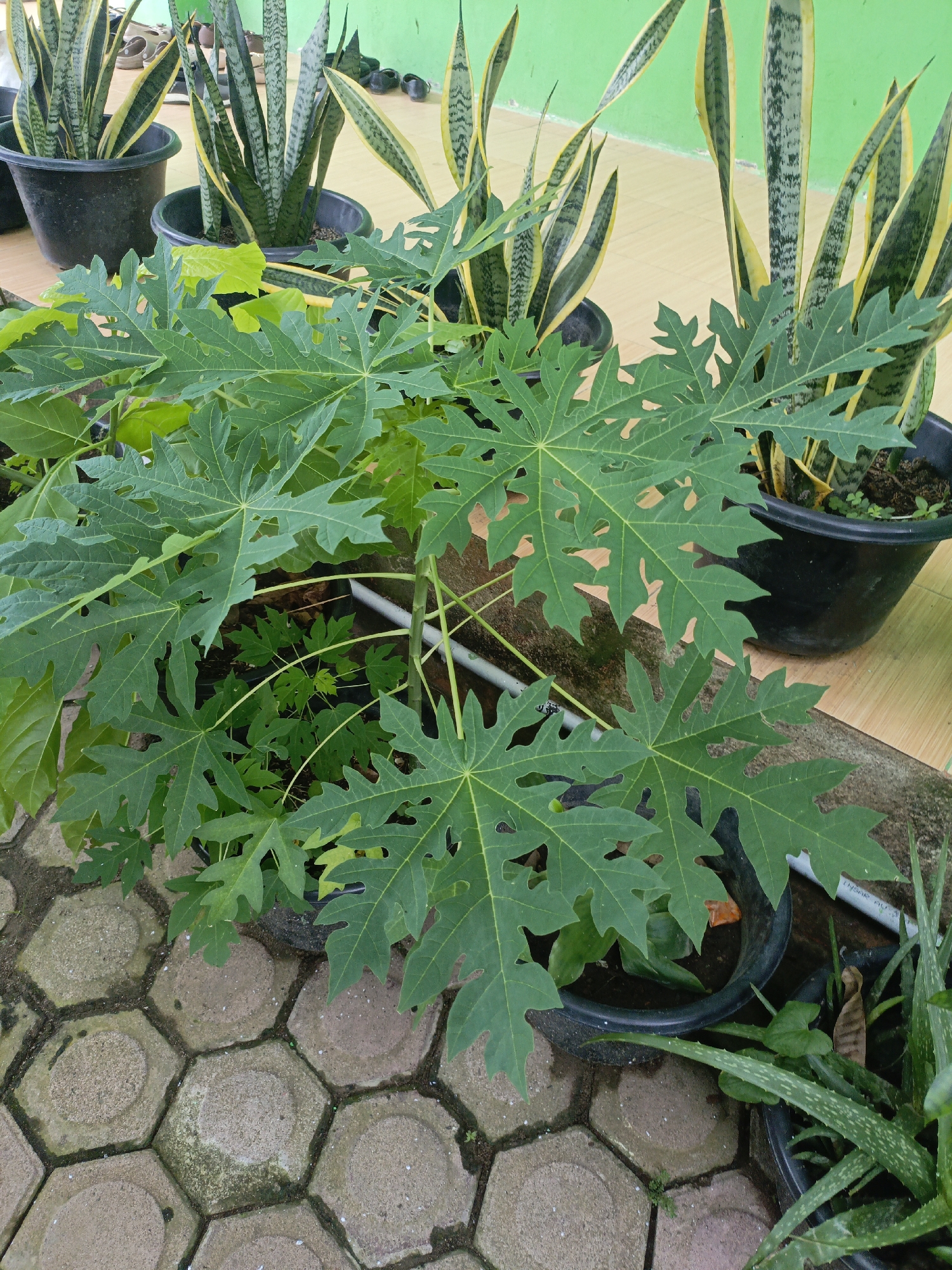 In Lhokseumawe, Indonesia, a vibrant outdoor scene features several potted plants arranged on a tiled patio. The foreground is dominated by a young papaya plant with large, deeply lobed green leaves. To the left and behind the papaya, more green foliage is visible. In the background, several tall Snake Plants (Sansevieria trifasciata) with their distinctive variegated green and yellow leaves stand in black plastic pots. These plants are positioned against a bright green wall. The patio itself is paved with hexagonal interlocking concrete tiles, some of which show signs of moisture or minor growth. The overall impression is one of a well-maintained garden space, likely in a residential or public area within Lhokseumawe. No people are present in the image.