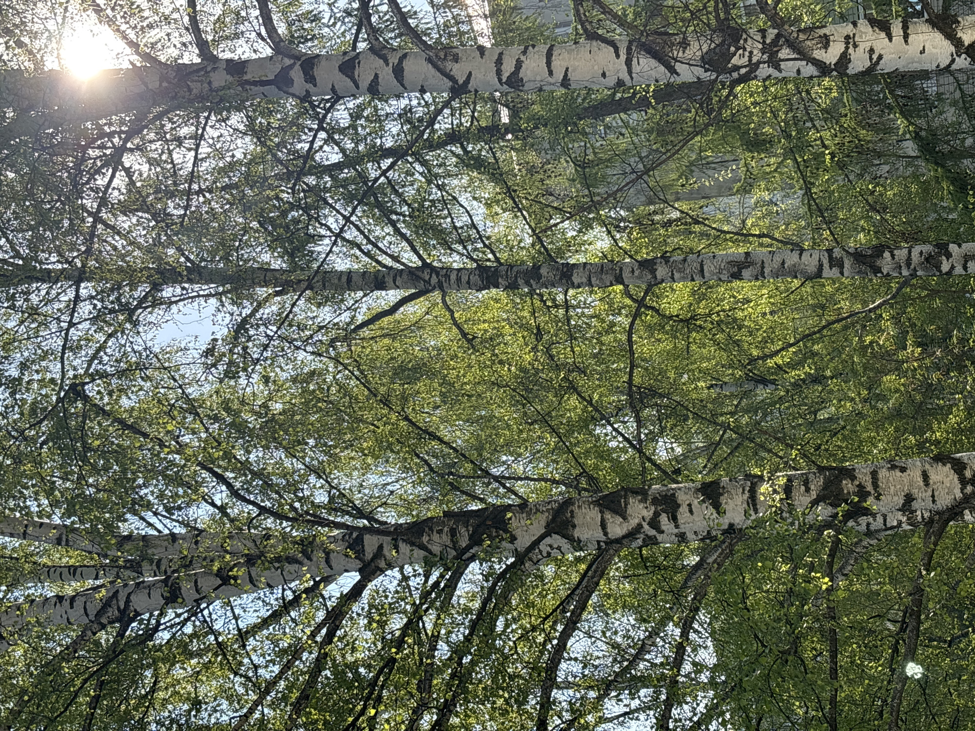 The image shows a view looking up through the branches of birch trees, characterized by their distinctive white bark with black markings. The sun is visible at the top left of the image, shining through the foliage. The leaves are mostly green, suggesting it's springtime. The branches are intricate, with some bare twigs visible. There's an urban context suggested, possibly a building in the background. The image appears to have been taken in Izhevsk, Russia.
