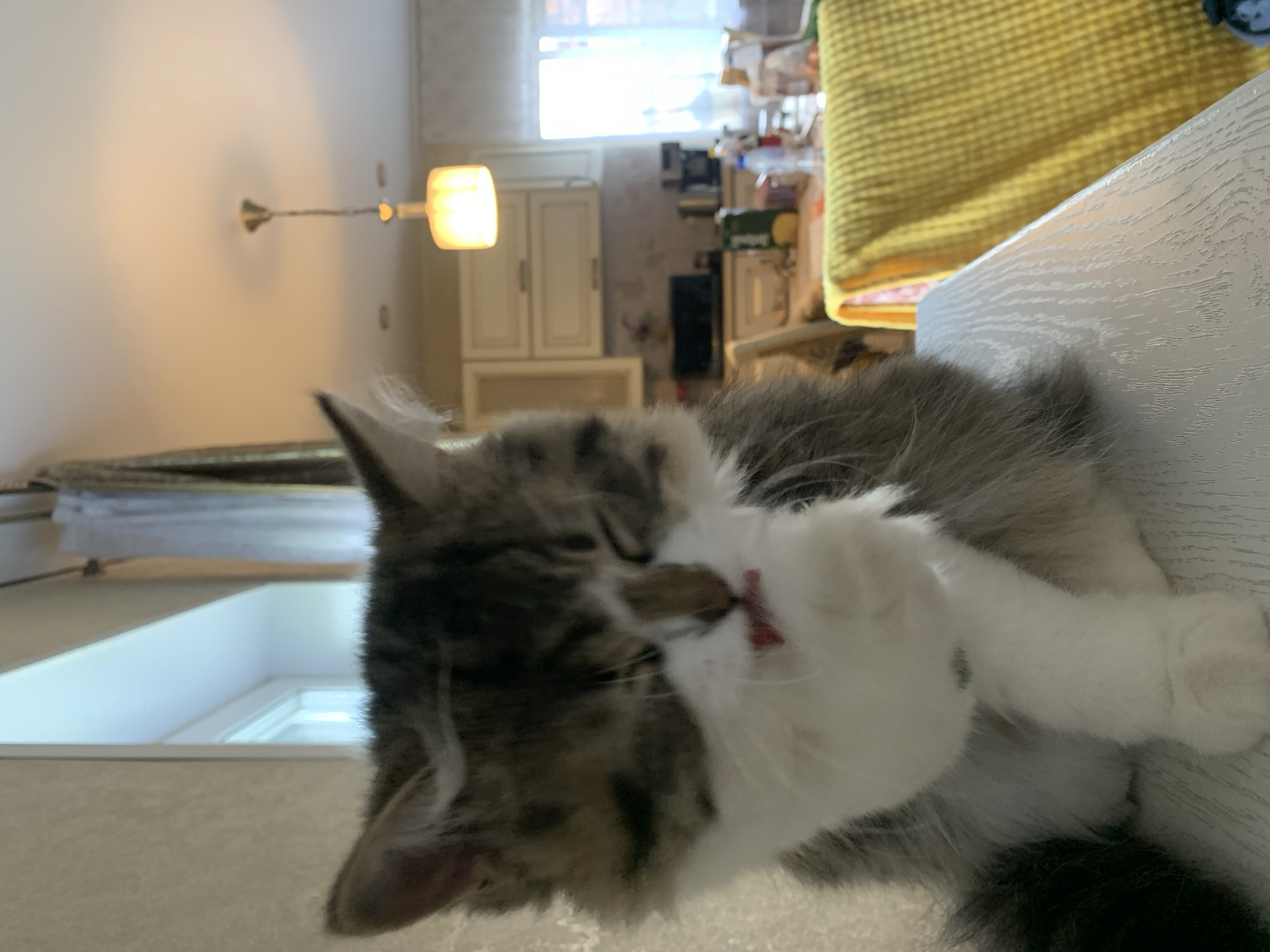 A cat is grooming itself on a surface that appears to be a table. The cat is multi-colored, with a mix of gray, brown, and white fur. Its tongue is visible as it licks its paw. In the background, there is a kitchen area with light-colored cabinets and appliances, and a window providing natural light. A lamp hangs from the ceiling. Based on visual cues and available information, the location is likely in a residential setting in the city of Chaikovsky, Russia.