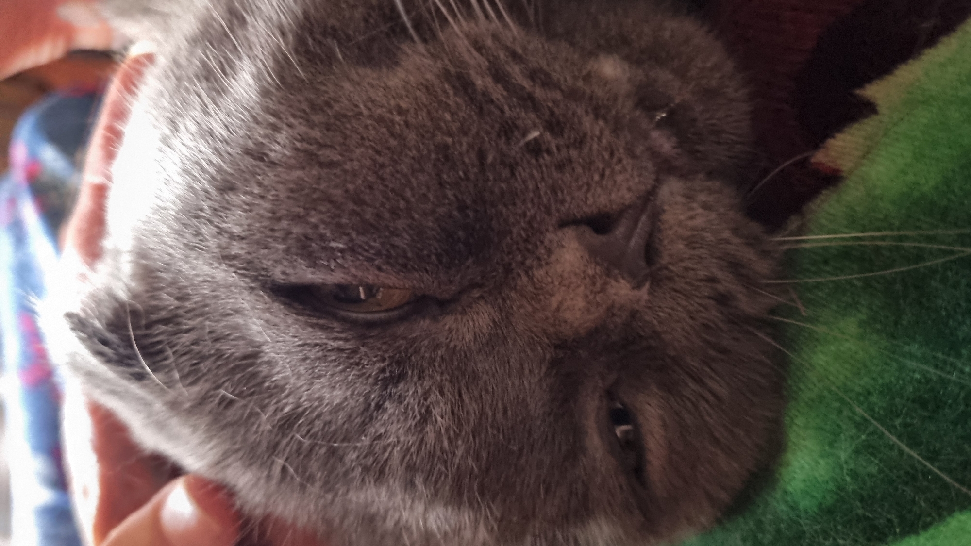 A close-up, vertically oriented, eye-level shot focuses on the face of a grey cat. The cat is lying down, appearing relaxed or sleepy, with its head slightly tilted. Its right eye is partially closed, while its left eye is more open, revealing a golden iris. The cat has folded ears, characteristic of its breed. A human hand is visible in the upper left corner, gently stroking the cat's fur. The cat is resting on a green, textured surface, possibly a blanket or fabric. In the background, a blurry patterned surface, likely bedding, is visible. The image is taken indoors, with soft lighting. There are no discernible landmarks or clues indicating the city of Vysokoe, Russia.