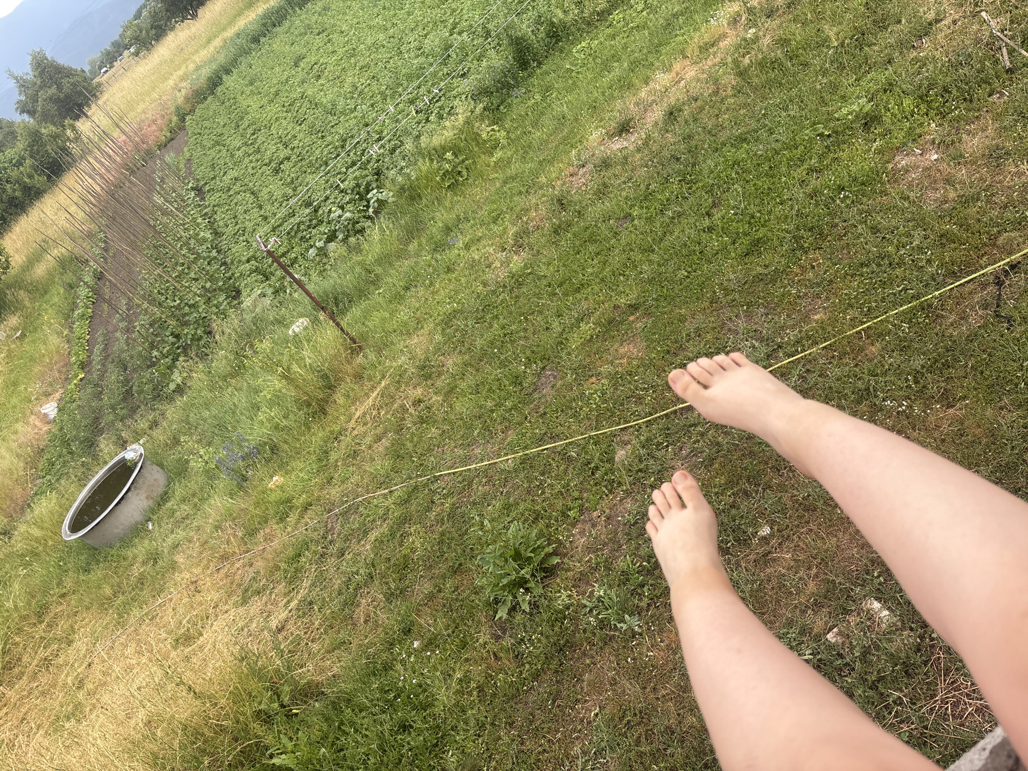 A first-person perspective shot shows a person's bare legs and feet in the foreground, extending into a grassy area. A yellow string runs diagonally across the image. In the midground, a large circular tub filled with dark liquid sits in a patch of dry grass. Beyond the tub, a cultivated field with rows of green plants stretches into the background, bordered by taller dry grass and trees on the right. The overall setting appears to be a rural or garden environment under daylight.