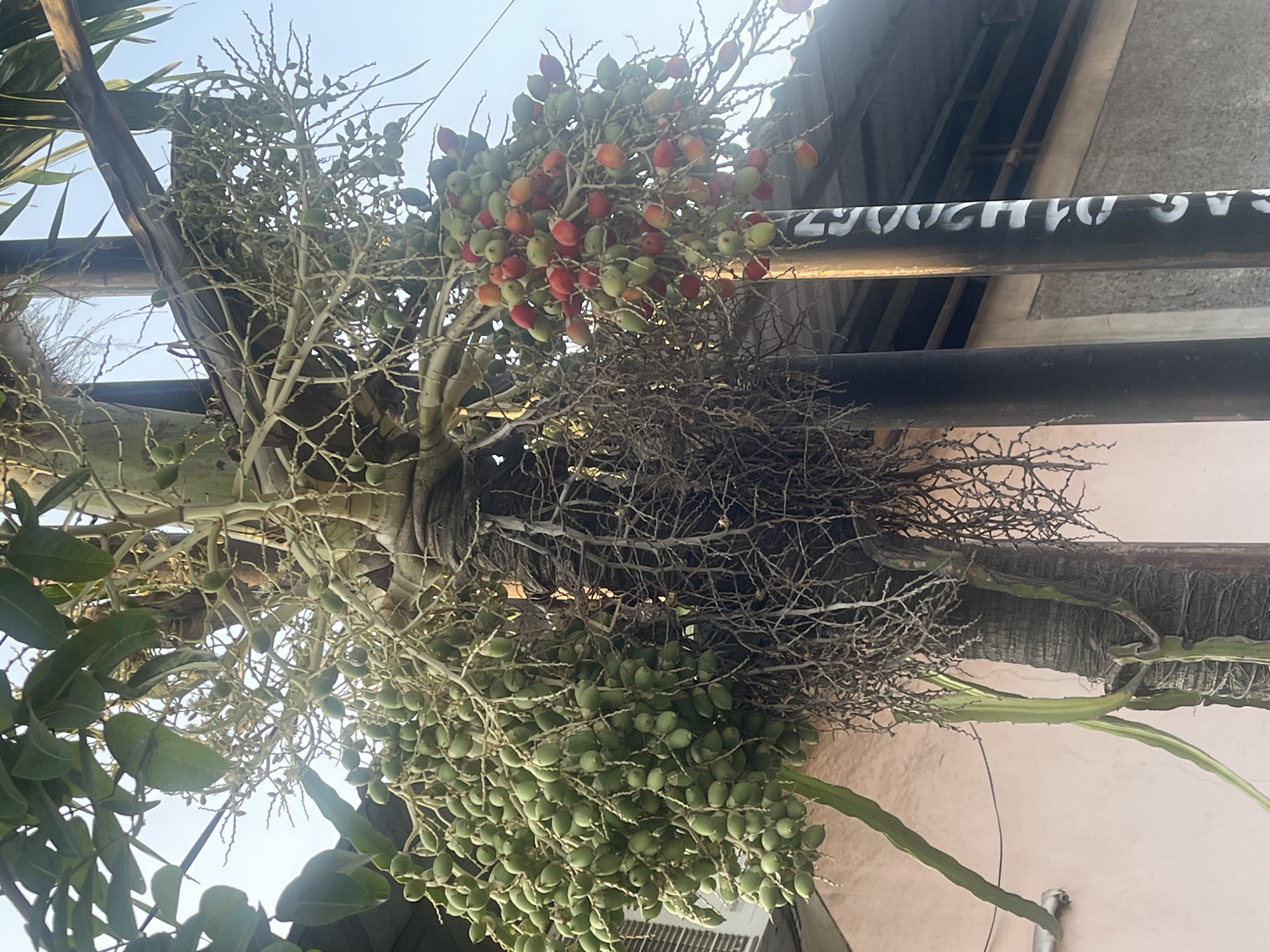 The image shows a close-up of a palm tree with clusters of small, oval fruits. Some of the fruits are green, while others have ripened to a reddish-orange color. The tree has a rough, textured trunk and a network of aerial roots hanging down. In the background, a light pink wall and a section of a roof with dark support beams are visible. A metal pole with white lettering, possibly a serial number or identification mark, stands to the right of the tree. The sky is a clear, light blue. The scene appears to be an outdoor setting in a residential or semi-urban area.