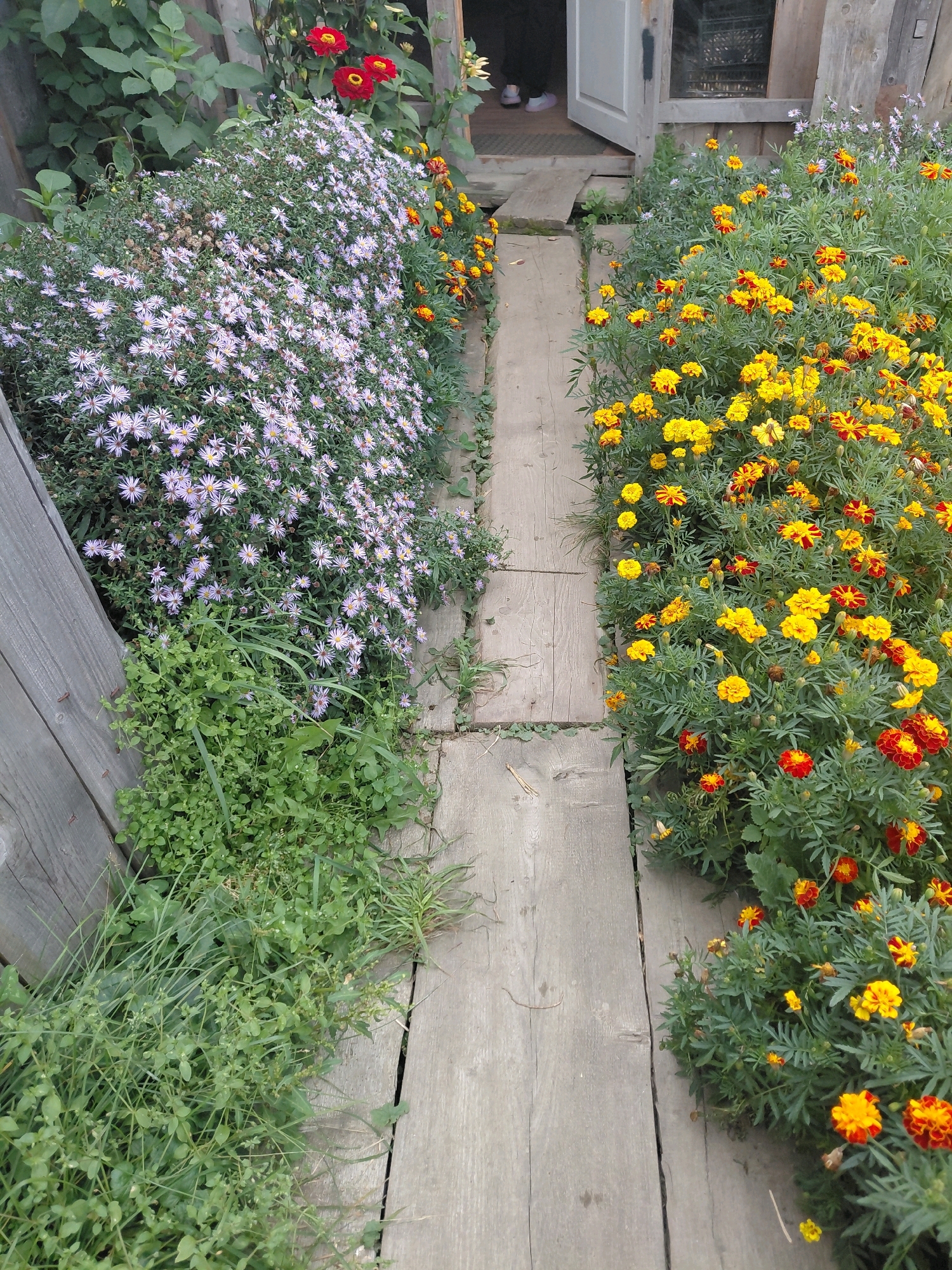 A pathway made of weathered wooden planks leads through a garden in Malinovka, Russia. On the left side of the path, a dense bed of small, pale purple aster flowers is visible, interspersed with green grass and low-lying plants. On the right side, a vibrant display of marigolds, with their yellow and red petals, flourishes. In the background, a rustic wooden structure with an open door is present, and the faint outlines of two people wearing light-colored shoes can be seen inside. The scene is an outdoor setting, suggesting a residential or cottage garden.