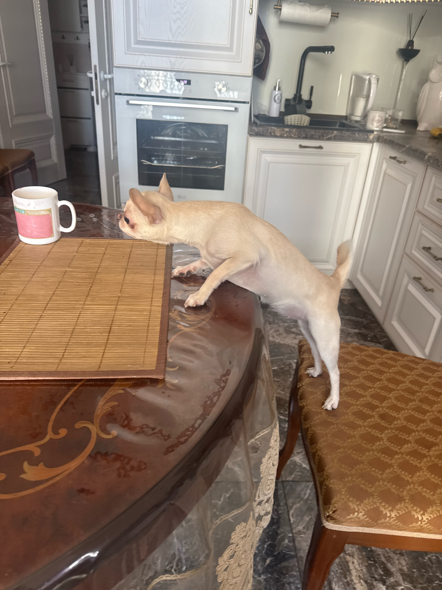 The image shows a small, light-colored dog standing on a chair next to a kitchen table, with its front paws reaching onto the table. A mug with a pink design and a bamboo placemat are on the table. In the background, a white kitchen with cabinets and an oven is visible. The flooring appears to be dark tiles. There is no discernible information in the image that would suggest a specific location in Novosibirsk, Russia.