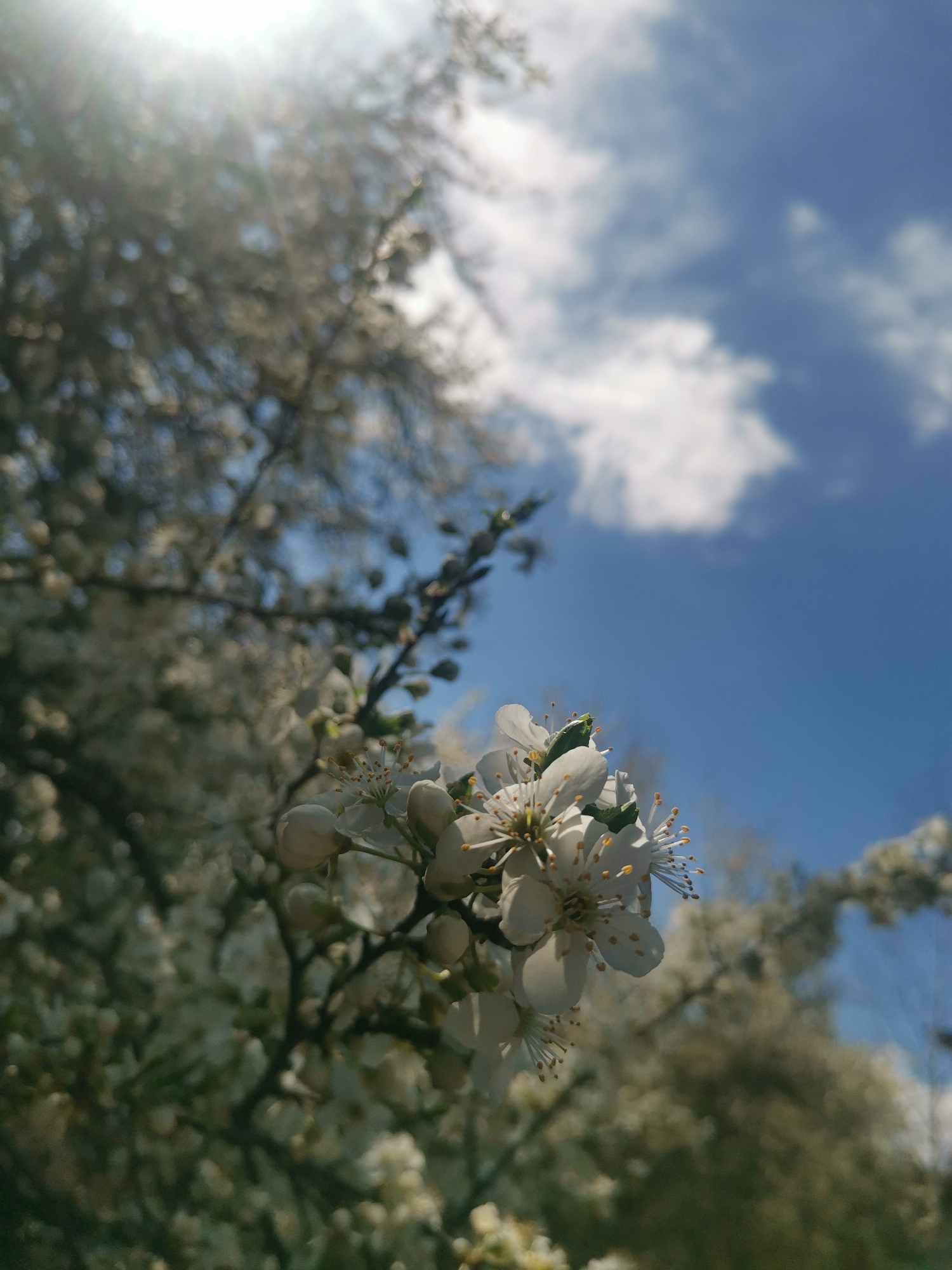 The image shows a close-up of white blossom clusters against a blue sky with scattered clouds. The sun is visible at the top left, causing a lens flare. The blossoms are in sharp focus, while the background foliage is blurred. No people are visible. The location is given as Verinsko, Bulgaria, but there are no specific visual elements to confirm this, so the location can't be determined from the picture itself.
