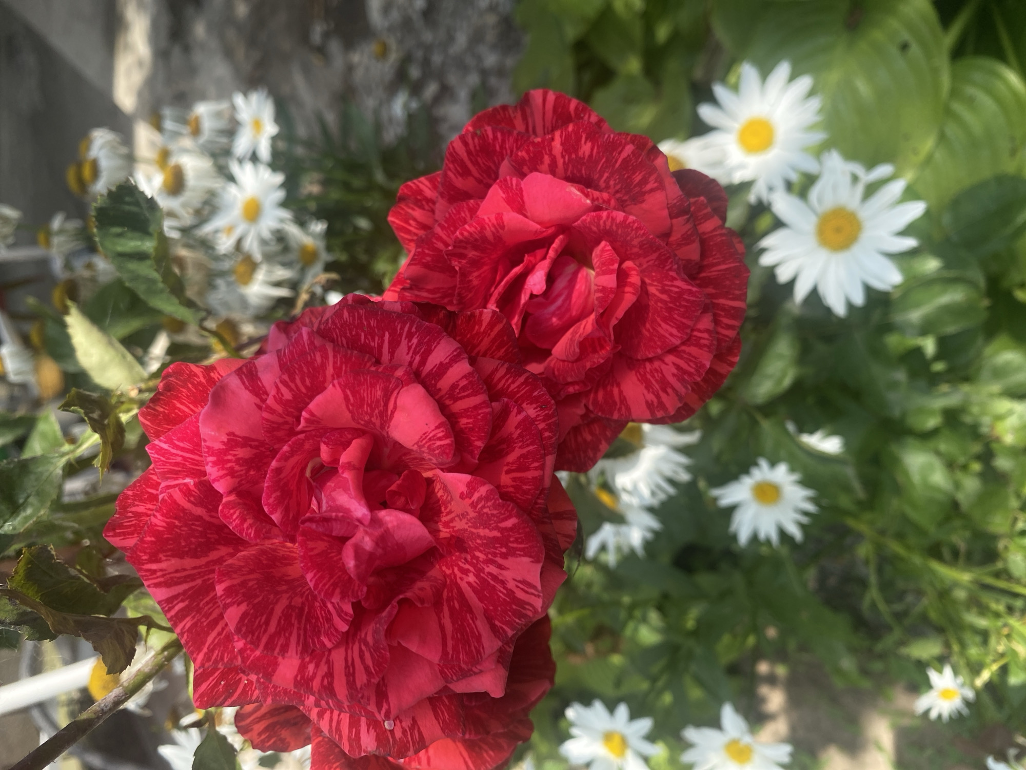 This image shows a close-up of two red and pink striped roses in the foreground, with a cluster of white daisies and green foliage in the background. The roses are in full bloom, with intricate petal patterns. The daisies have yellow centers and white petals. The lighting suggests it is daytime, possibly late afternoon, with some shadows present. The overall scene appears to be a garden or outdoor setting. There is no indication of the specific location within Важное, Russia.