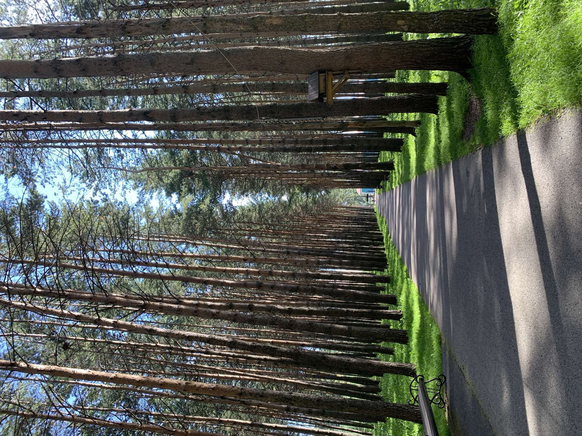 The image depicts a paved pathway lined with tall, mature pine trees on both sides, creating a dense forest avenue. The pathway curves gently into the distance, disappearing into the trees. Lush green grass grows along the edges of the pathway and between the trees. A black metal bench with ornate scrollwork is visible on the left side of the pathway in the foreground. A small wooden birdhouse is mounted on a tree trunk to the right of the pathway. Sunlight casts dappled shadows from the trees onto the pathway and the grass. The sky is visible through the canopy of pine needles, appearing blue with some wispy clouds. In the far distance, a blue building and a few figures can be seen, suggesting the presence of human activity. This scene is consistent with a park or recreational area. Given the information provided about Prokopyevsk, Russia, this could be a pathway within one of its parks, such as the Central Park of Culture and Leisure, or a similar green space designed for public recreation.