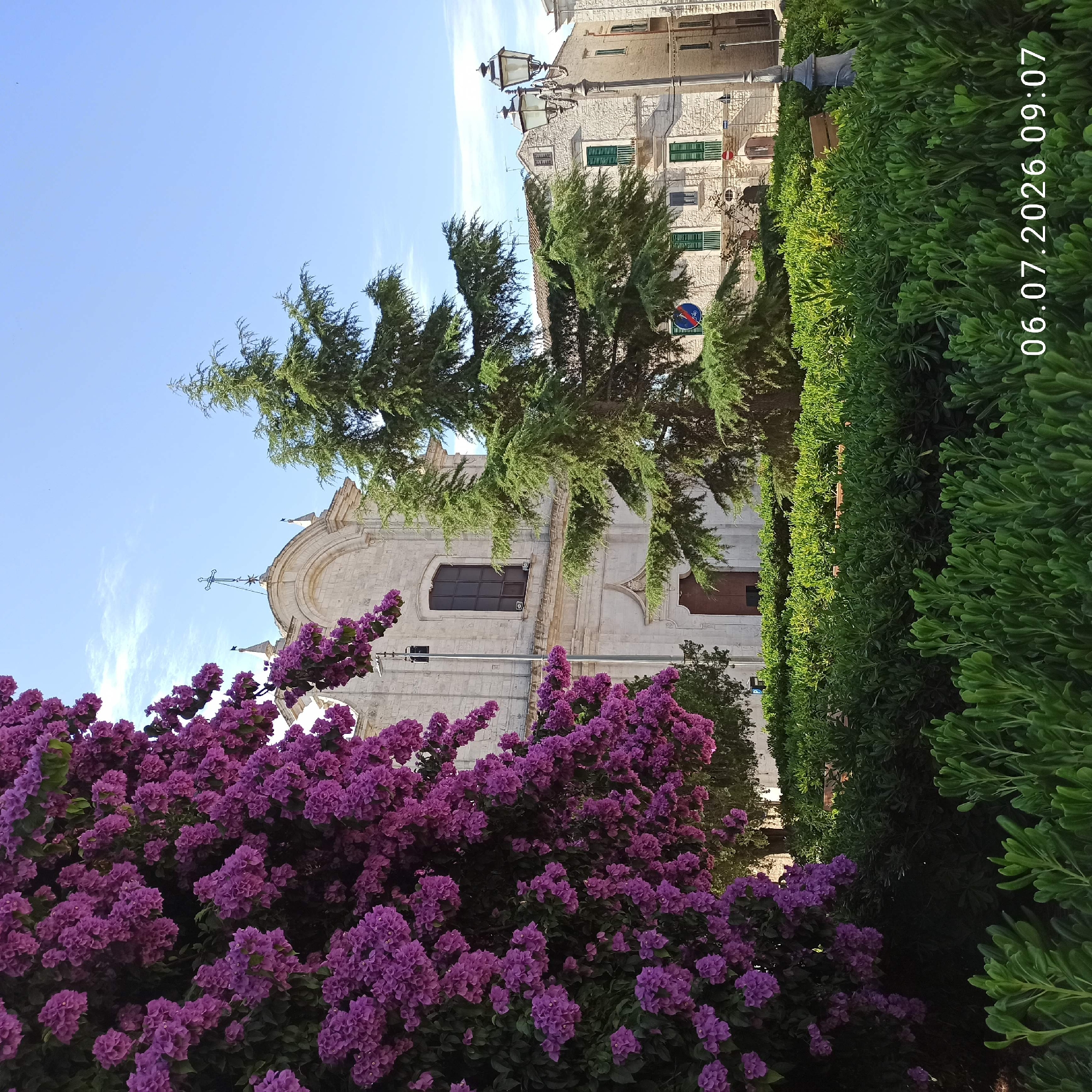 A bright, daytime, outdoor photograph features a lush garden in the foreground with a stone church and residential building in the background, under a clear blue sky. On the left, a vibrant bougainvillea bush with numerous small, fuchsia-colored flowers cascades into view, partially obscuring a tall, green evergreen tree positioned in front of the church. The church, constructed of light-colored stone blocks, has a prominent arched entryway with a double wooden door and a single, tall, dark-paned window above it. A cross with decorative accents sits atop the church's arched facade. To the right of the church, a multi-story building with similar stone construction features several windows with green shutters. A decorative lamppost stands in the middle-right of the frame, casting a shadow on the meticulously manicured, low green bushes that fill the majority of the foreground and mid-ground. The date stamp "06.07.2026 09:07" is visible in the bottom right corner of the image. This scene is located in the Piazza S. Domenico in Ruvo di Puglia, Italy.