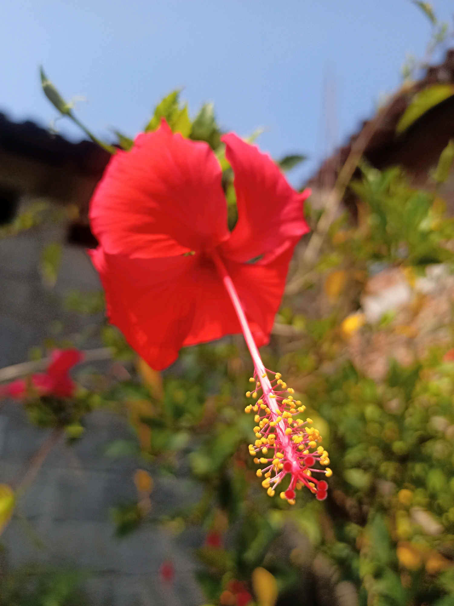 A close-up, low-angle shot captures a vibrant red hibiscus flower in bloom, its delicate petals unfurling against a bright blue sky. The flower's pistil, a long pink stamen tipped with yellow pollen, extends downwards, creating a striking contrast with the petals. The background is a soft blur of lush green foliage and hints of a dark tiled roof, suggesting an outdoor garden setting. A hint of a grey brick wall can be seen on the left side of the frame, as well as another blurry red hibiscus in the background on the far left. The lighting indicates it is daytime, with the sun illuminating the flower from the side. The image appears to be taken in Karangtalun, Indonesia.