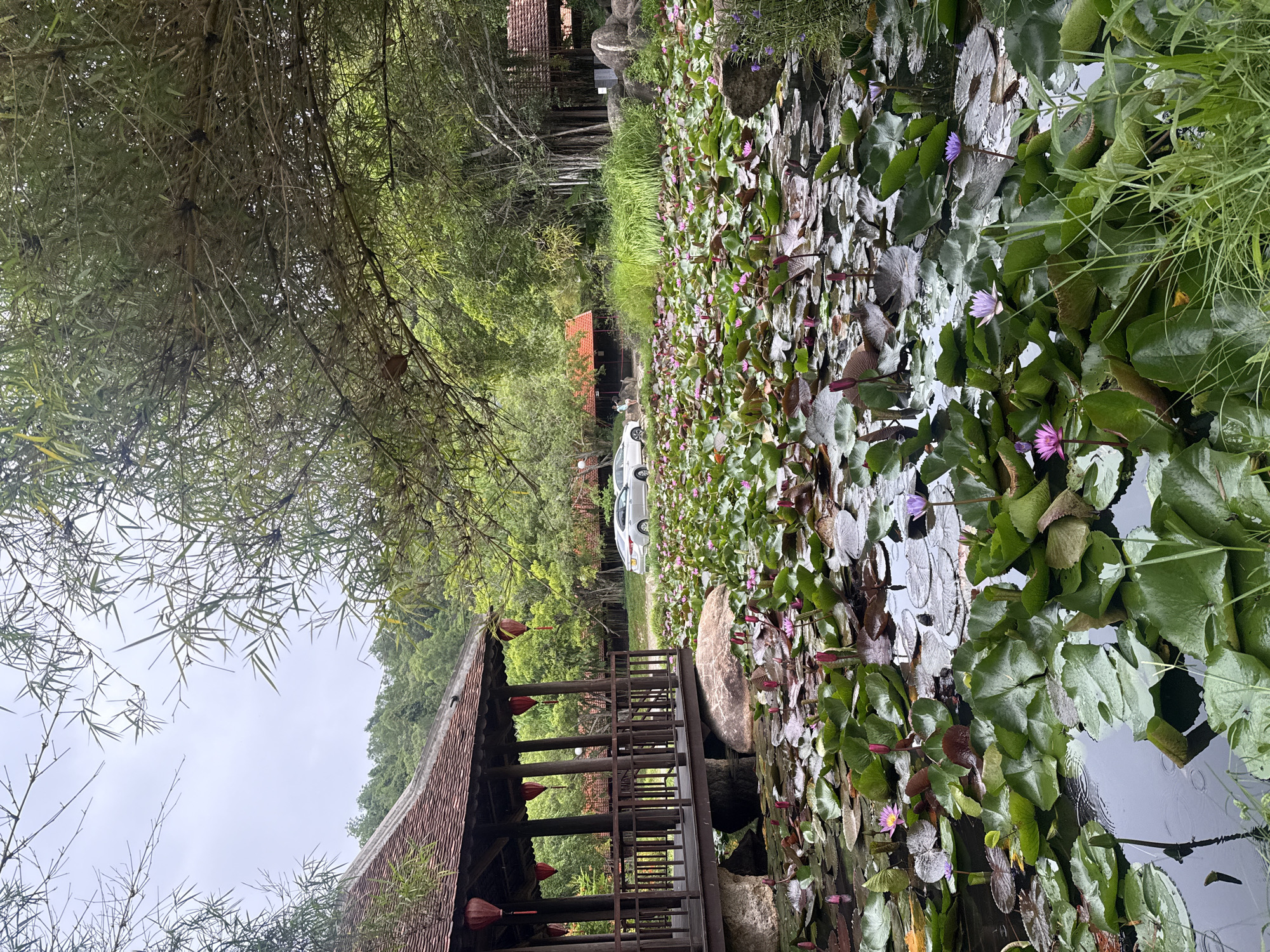 This image depicts a tranquil scene at a lotus pond located in Nha Trang, Vietnam. In the foreground, a dense collection of water lilies covers the surface of the dark water, with numerous pink and purple lotus flowers in various stages of bloom, alongside their large, green lily pads. A traditional Vietnamese-style wooden pavilion, with a red-tiled roof and ornate railings, stands to the left, supported by stone pillars. Red lanterns hang from the pavilion's eaves. In the background, several cars are parked on a paved area, and a few people are visible near some buildings with orange-tiled roofs. The surrounding environment is lush and green, with bamboo trees and other foliage framing the scene, suggesting a natural or park-like setting within the city. The sky is overcast, contributing to the soft, diffused light.