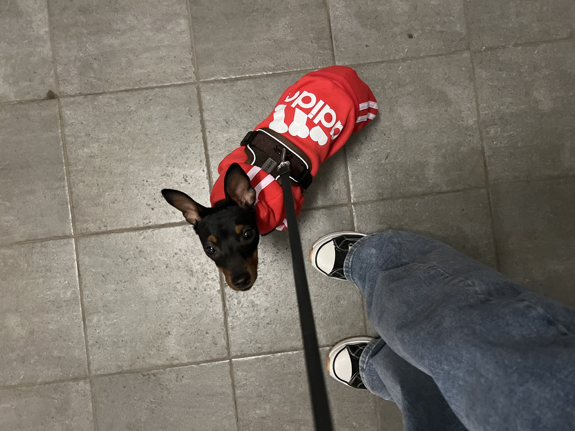 A high-angle shot shows a black and tan miniature pinscher wearing a red "Adidog" branded dog hoodie with a black harness. A leash is attached to the harness. Next to the dog, a person is standing, wearing light blue jeans and black and white shoes. The floor is tiled with gray square tiles. The location is not identifiable from the image, so identifying the location as Saint Petersburg, Russia is not possible.