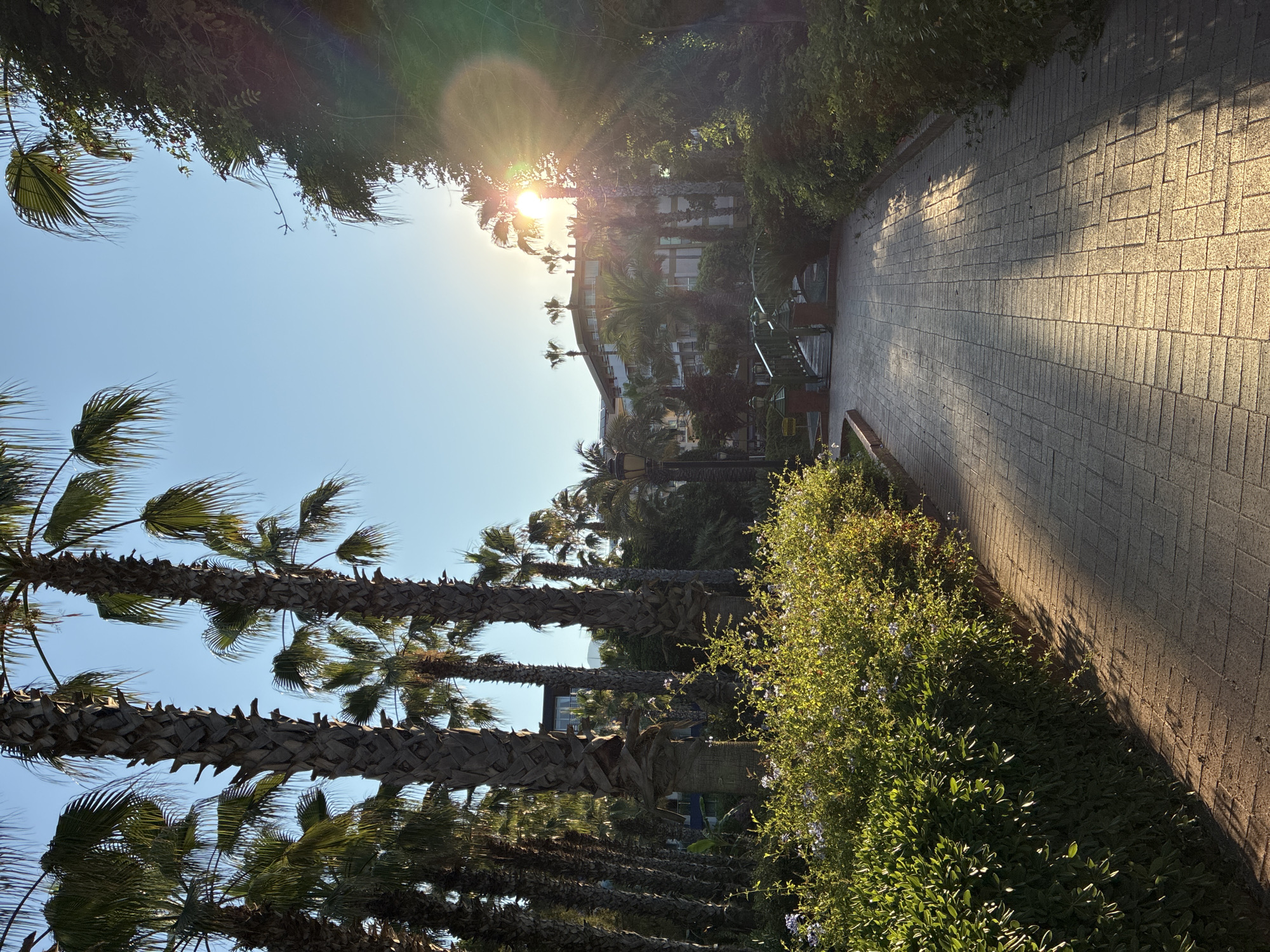 The image depicts a sun-drenched pathway lined with lush green bushes and towering palm trees. The path, made of rectangular pavers, leads towards a decorative green bridge in the distance. Sunlight streams through the palm fronds, casting dappled shadows on the ground and creating lens flare. In the background, a multi-story building, possibly a hotel, is visible, surrounded by more palm trees and vegetation. The sky is clear blue. The scene evokes a tropical resort atmosphere, consistent with locations in Alanya, Turkey. There are no people or animals visible in the image.