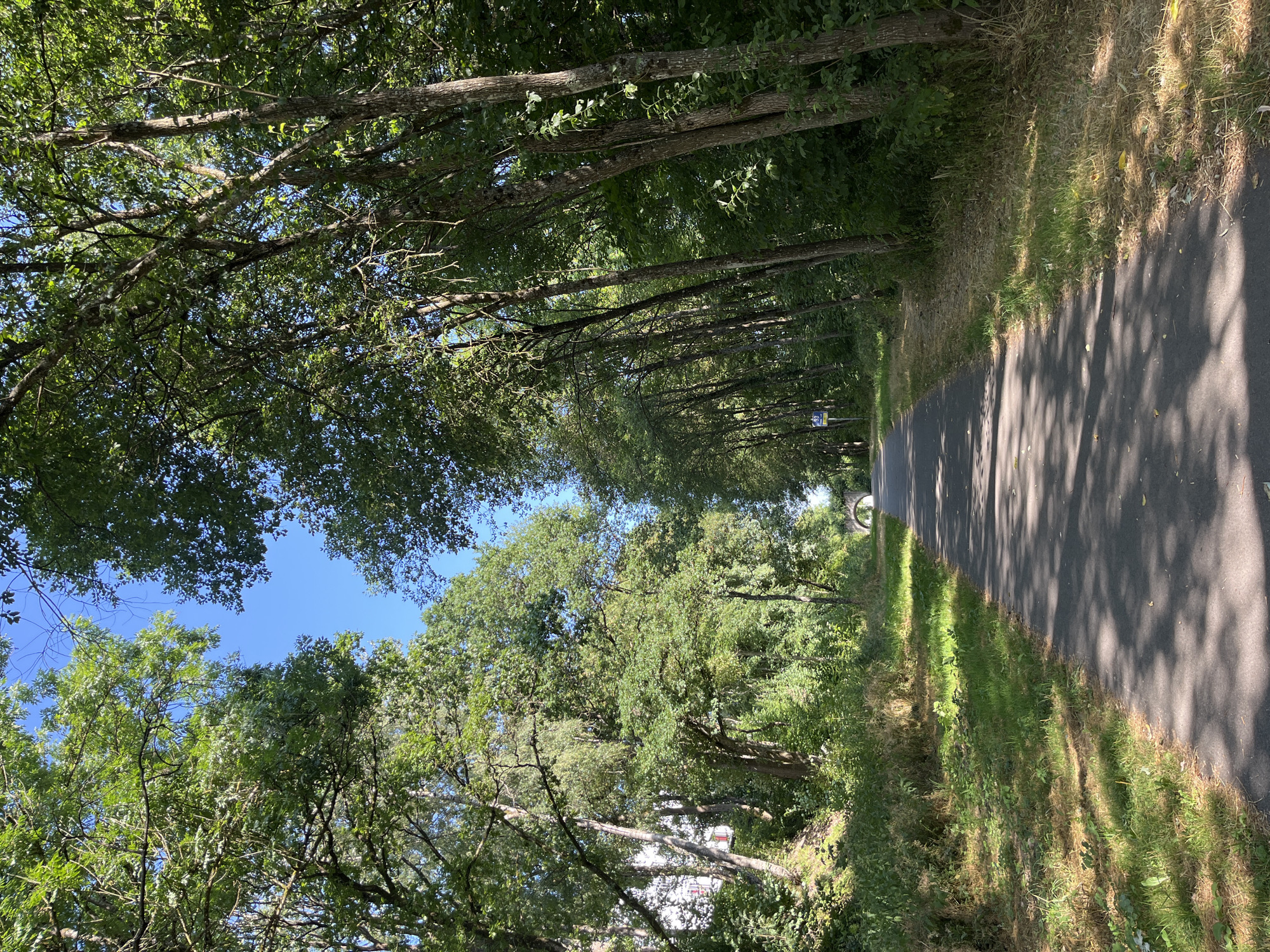 The image depicts a paved pathway winding through a dense, tree-lined area, likely a park or a greenway. The path is asphalt and shows dappled sunlight filtering through the overhead canopy. On the left side of the path, the terrain slopes upwards and is covered in thick green vegetation, including grass and shrubs, with some larger trees and a white building visible in the distance. On the right side, the path is bordered by a line of tall trees with thick foliage. In the distance, the path leads towards a white archway, possibly a bridge. The sky is a clear blue. There are no people or animals visible in the frame. This scene is likely located in Saint-Vith, Belgium, given the context of similar natural pathways found in the region.