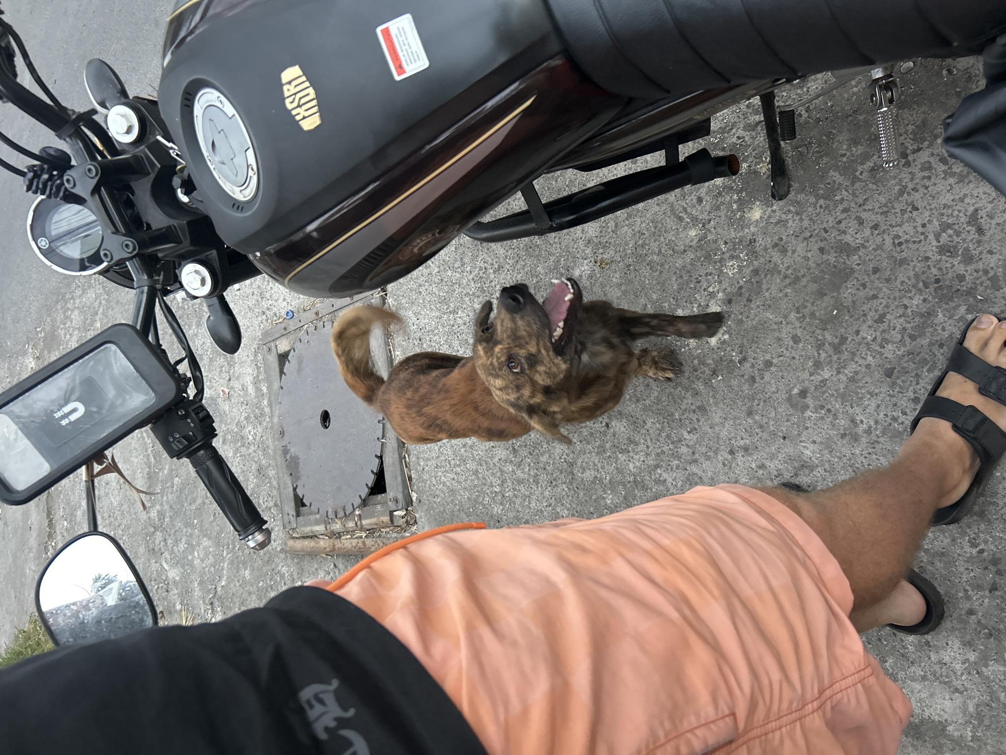In Sukawati, Indonesia, a person stands on a concrete surface next to a motorcycle. The person is wearing an orange pair of shorts and black sandals. Their left leg is visible from the knee down. A brindle-colored dog stands between the person and the motorcycle, looking towards the person with its mouth open. The motorcycle is black and brown and has a phone mount attached to the handlebars. A metal grate with a circular pattern is visible on the ground near the dog's front paws.