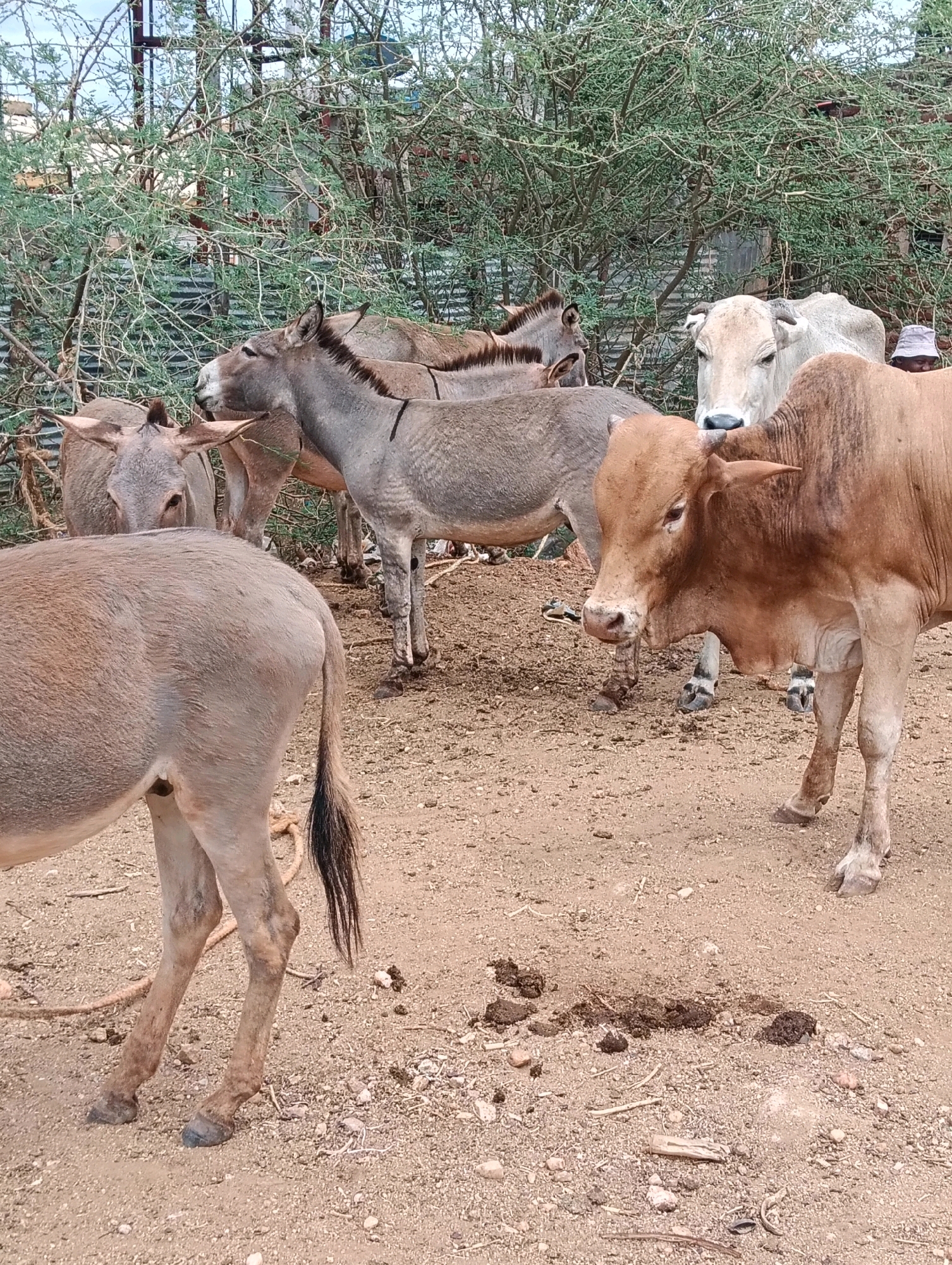 In Zombe, Mwitika Ward, Kenya, a group of donkeys and cattle are gathered in an outdoor enclosure with dry, dusty ground. The animals, a mix of brown and gray donkeys and two lighter-colored cattle, are standing close together, some facing the camera, others turned away. In the background, a person wearing a light-colored hat is partially visible among the animals. The environment appears somewhat arid, with sparse, thorny bushes and trees. A corrugated metal fence is visible in the background, suggesting a structured enclosure. The ground is a mixture of soil, small stones, and some scattered dry vegetation.