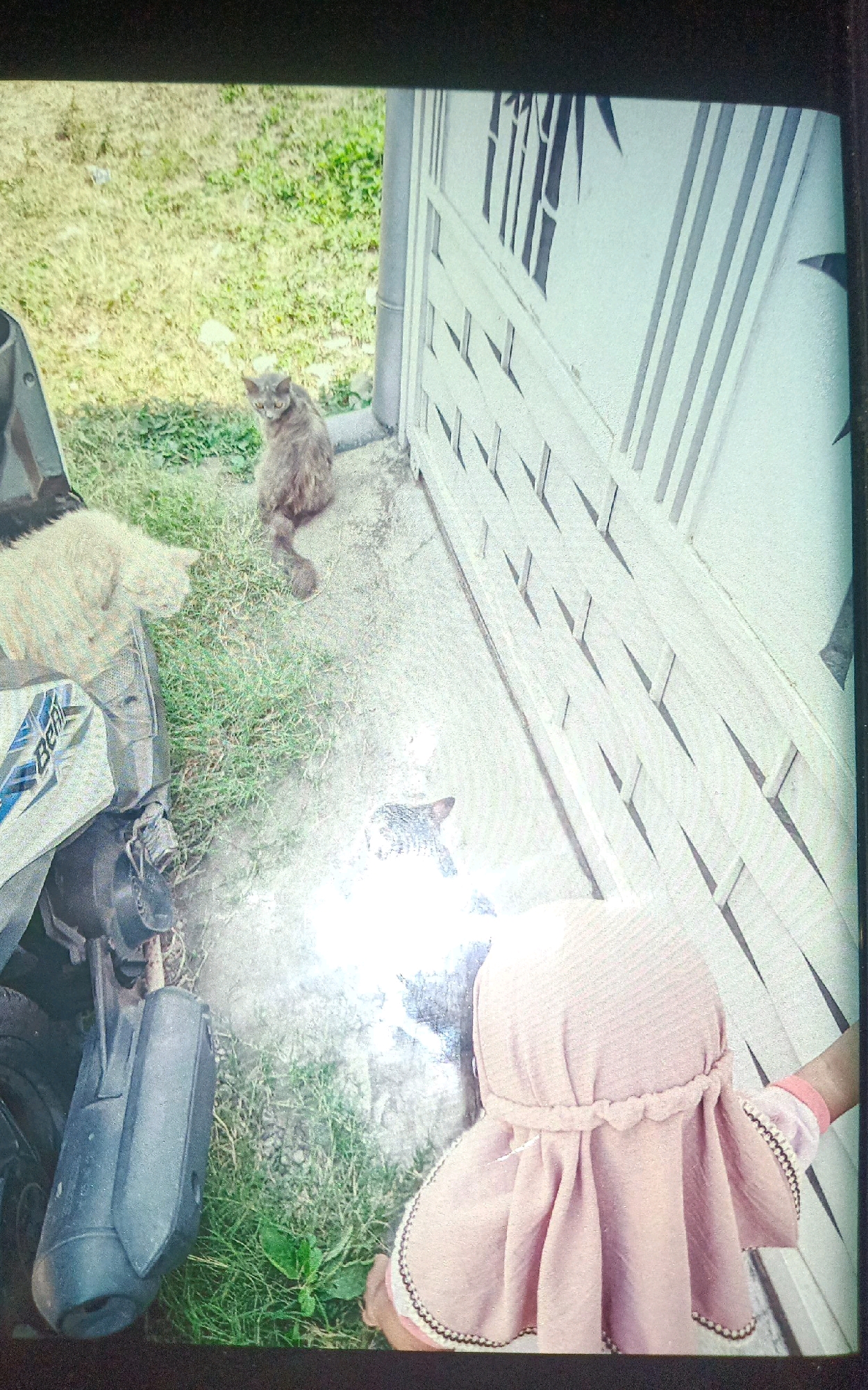 In Gampengrejo, Indonesia, three cats are present near a white fence and a parked motorcycle. The cat on the left is light-colored and is positioned next to the motorcycle. A gray cat is sitting on the ground in the middle of the scene, looking towards the right. Another cat, with a spotted pattern, is lying down on the ground in the lower right quadrant, partially obscured by glare. A person wearing a pink headscarf and pink sleeve cuffs is also visible in the lower right corner, with their back to the camera. The environment consists of a concrete ground, a grassy area, and the white fence.