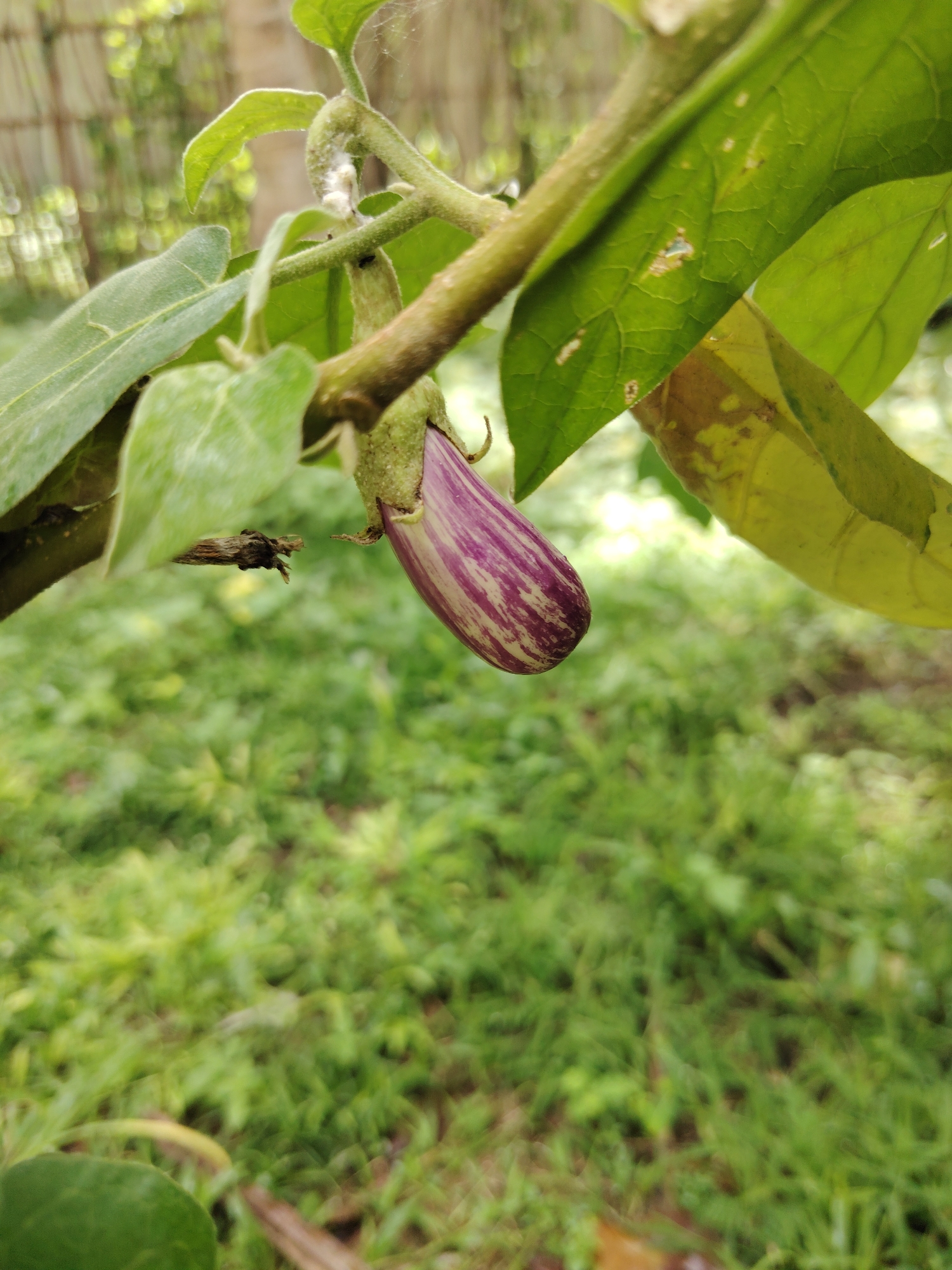 A vertically oriented, close-up photograph displays a nascent, striped eggplant (aubergine) suspended from a stem in the upper-middle right. The small, ovoid fruit exhibits distinct purple and white vertical striations and is attached to a green calyx. Surrounding the eggplant are several green leaves, some displaying healthy venation, while others show evidence of damage, including small irregular holes and patches of yellowish-brown discoloration. A white, cottony mass, consistent with a mealybug infestation, is visible on a stem in the upper-left area of the frame, with a small black insect, possibly an ant, positioned adjacent to it. A piece of dried plant matter is also observed on a stem to the left of the eggplant. The background consists of heavily blurred, bright green foliage, likely ground cover, suggesting an outdoor garden or cultivated area under natural daylight. The scene is located in the city of Unknown, Unknown.
