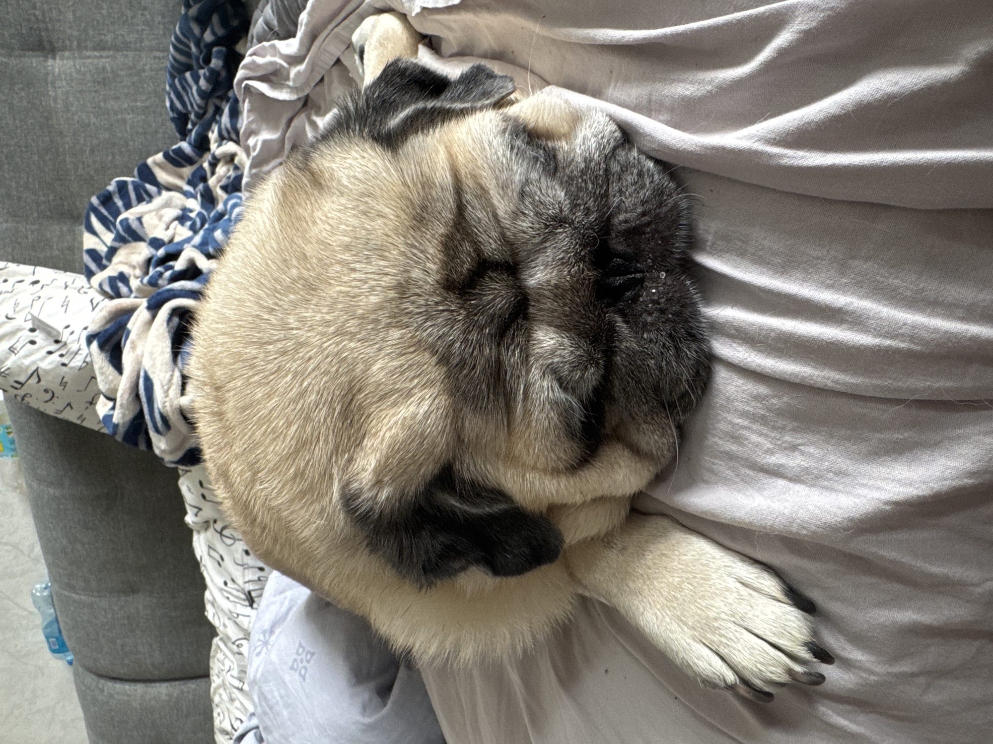 A pug dog sleeps on a bed with wrinkled light-colored sheets. The dog is facing the right side of the frame and is mostly obscured by its own body. Only its head and one front paw are fully visible. The dog's fur is fawn-colored with black markings around its face and ears. The background shows a gray upholstered headboard and a pile of blankets with blue and white stripes. The scene appears to be indoors. The location is Bishkek City, Kyrgyzstan.