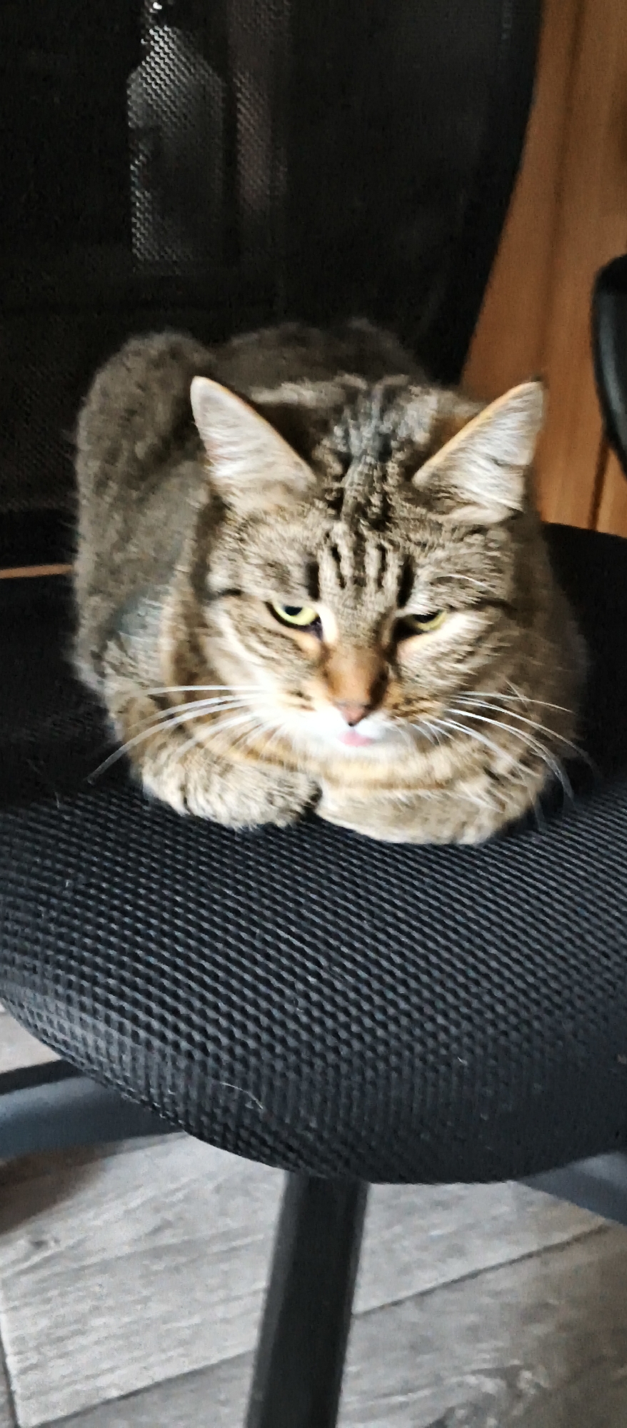 A tabby cat with green eyes and white whiskers is lying on a black fabric chair. The cat's tongue is sticking out slightly. The chair is on a wooden floor. The background is dark and out of focus, but appears to be a room with wooden paneling and a black chair. The image was taken in the city of Kondrovo, Russia.