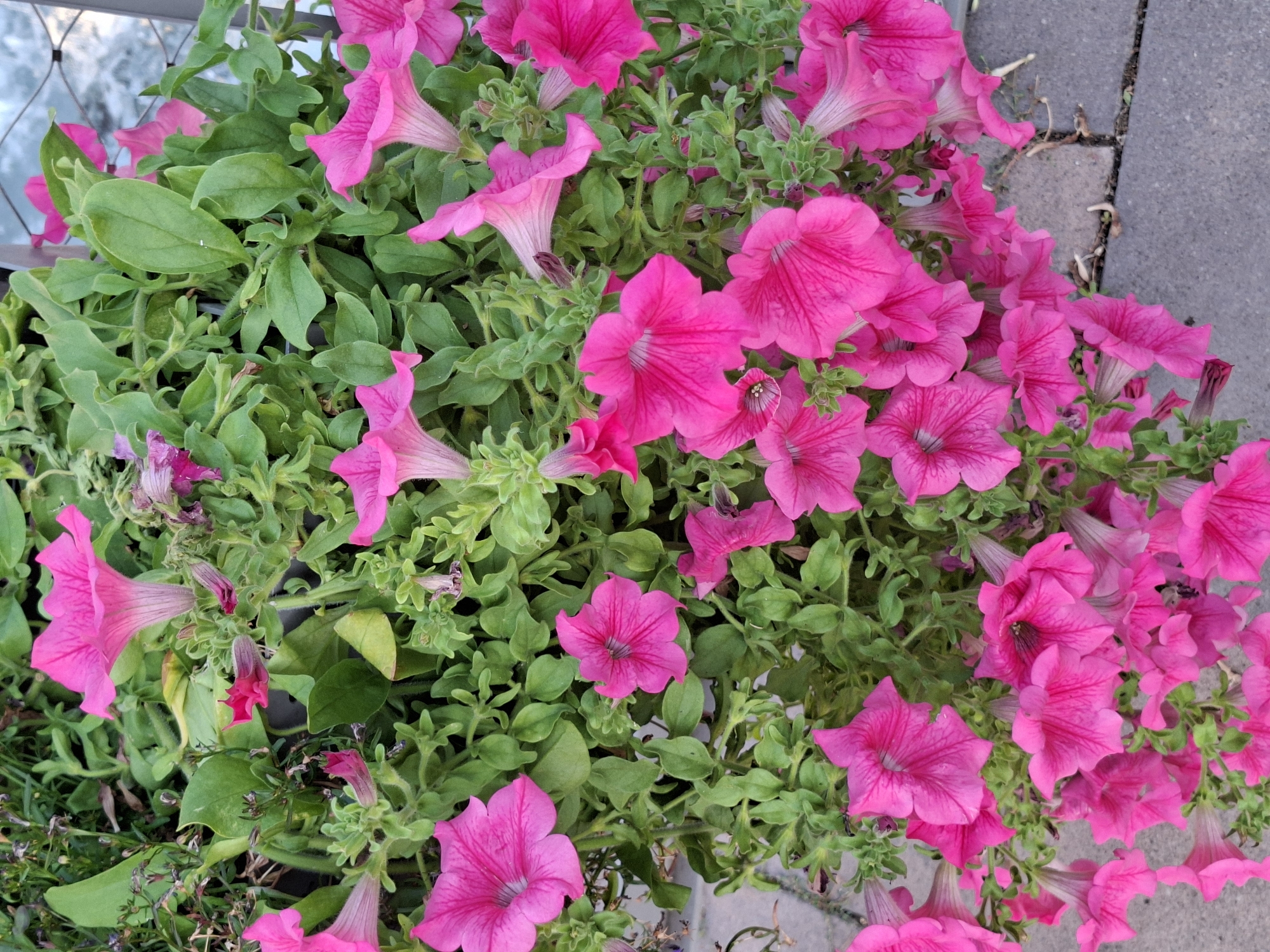 The image shows a close-up, eye-level view of a dense cluster of bright pink petunias blooming in an outdoor setting. The flowers are in various stages of bloom, with some fully open and others still forming. Their vibrant pink petals exhibit delicate veining. Lush green foliage surrounds the flowers, creating a natural, somewhat wild appearance. The background is softly blurred, but suggests an urban environment with hints of gray paving stones, likely a sidewalk or patio, and a glimpse of a metal fence or railing. The lighting is natural, indicating it was taken during the day. The scene is static, with no people or animals present. The overall impression is one of natural beauty flourishing in a potentially urbanized area within Rastatt, Germany.