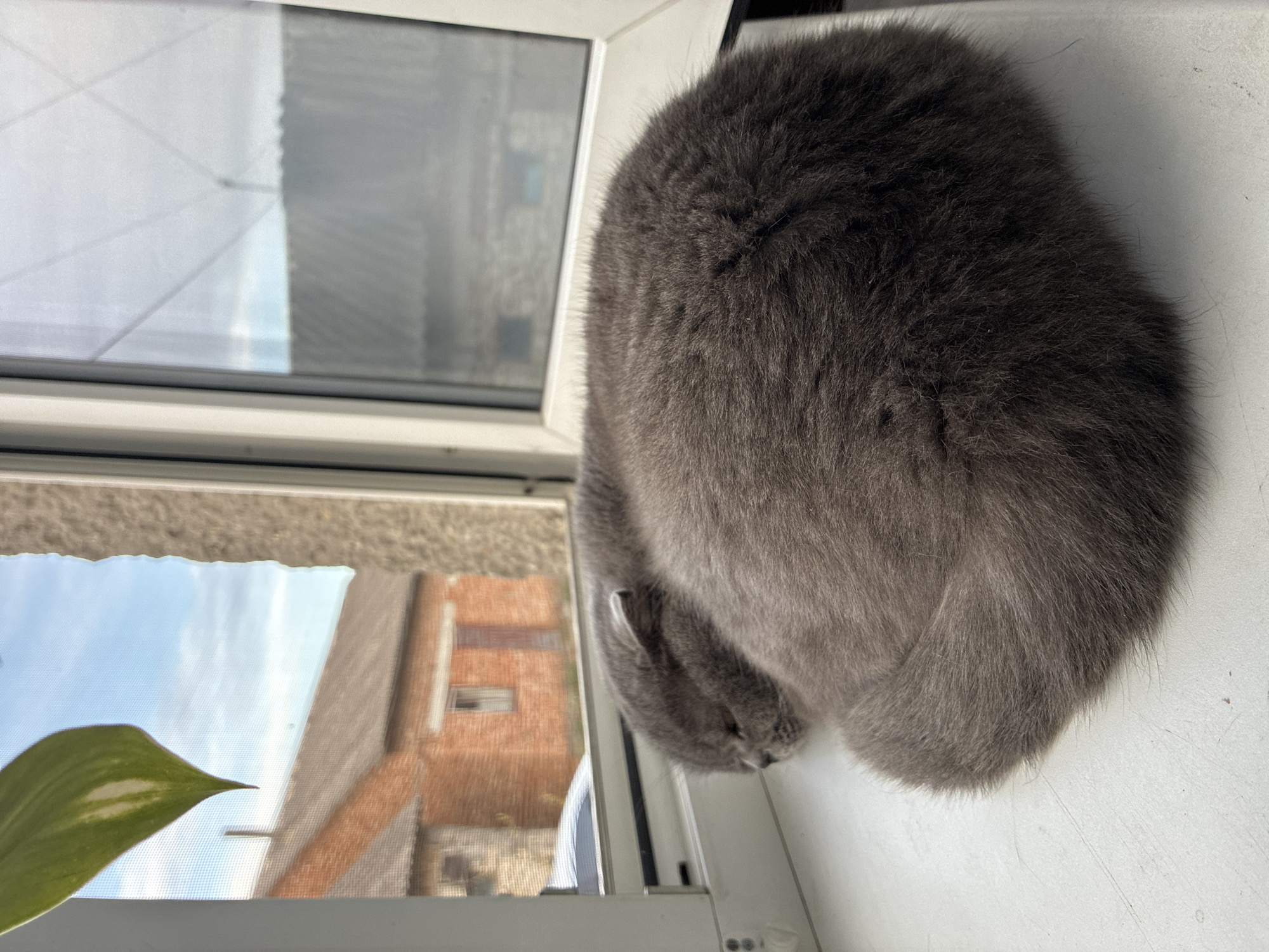 In Zaliztsi, Ukraine, a grey cat sleeps curled on a windowsill. The cat, with closed eyes and a soft, dense coat, is positioned towards the left side of the frame. Behind the cat, the window shows a view of residential buildings constructed of brick with muted red roofing. The sky above is partly cloudy. A portion of a green plant leaf hangs into the frame from the upper left corner. The windowsill itself is made of a white material, showing slight wear. The scene suggests a quiet moment of rest in a domestic setting, with the outdoor environment visible through the window.
