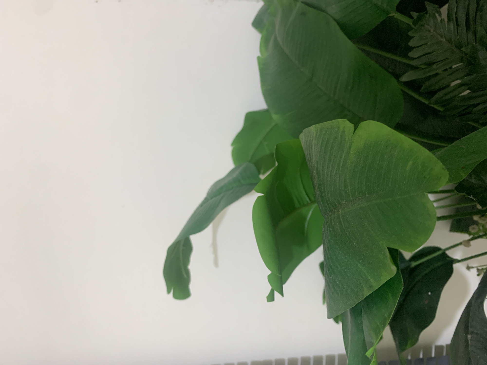 The image shows a close-up of large, green, artificial leaves, possibly from a banana plant, against a plain white background. The leaves are the primary subjects, with their textured surfaces and prominent veins clearly visible. Some smaller, fern-like leaves are also present in the upper right portion of the frame, adding a bit of variety to the foliage.
The setting appears to be indoors, with the white background suggesting a wall. The lighting is soft and diffused, typical of indoor lighting. There are no people, animals, or significant environmental cues to indicate the time of day or weather. The image focuses solely on the plant's foliage, creating an abstract composition.
There is no text visible in the image. The overall impression is one of natural beauty captured in detail, even though the plants are artificial. The orientation of the image is landscape, with the leaves cascading from the top right towards the bottom left.