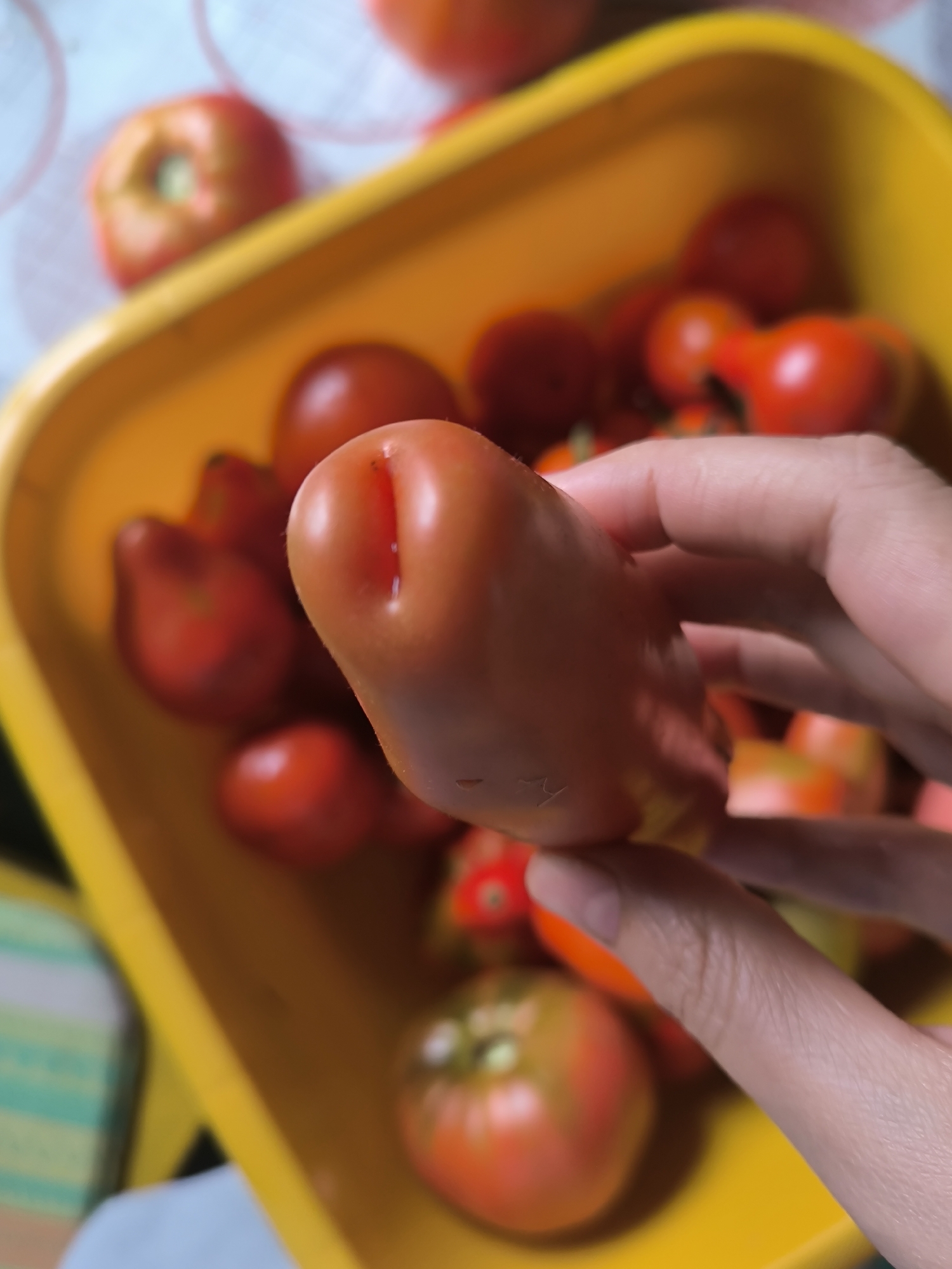 A hand holds a plum tomato in the foreground, its skin smooth and reddish-orange. The tomato has a small slit or cut near its stem end. In the blurred background, a bright yellow plastic container is filled with more tomatoes of varying sizes and shapes, some round and plump, others more elongated. The lighting suggests an indoor setting. The location is not discernible from the image.