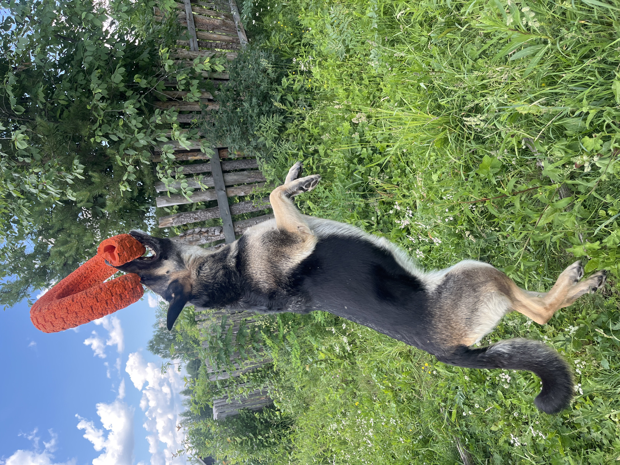 A German Shepherd dog is captured mid-air, jumping to catch a bright orange, ridged chew toy. The dog's body is arched, with its front paws extended towards the toy and its hind legs trailing below. The background depicts a rural outdoor setting with lush green grass and vegetation, a wooden fence, and trees under a partly cloudy blue sky. The image appears to be taken during daylight. There are no people or buildings visible in the scene. The location is specified as Nizhny Tagil, Russia.
