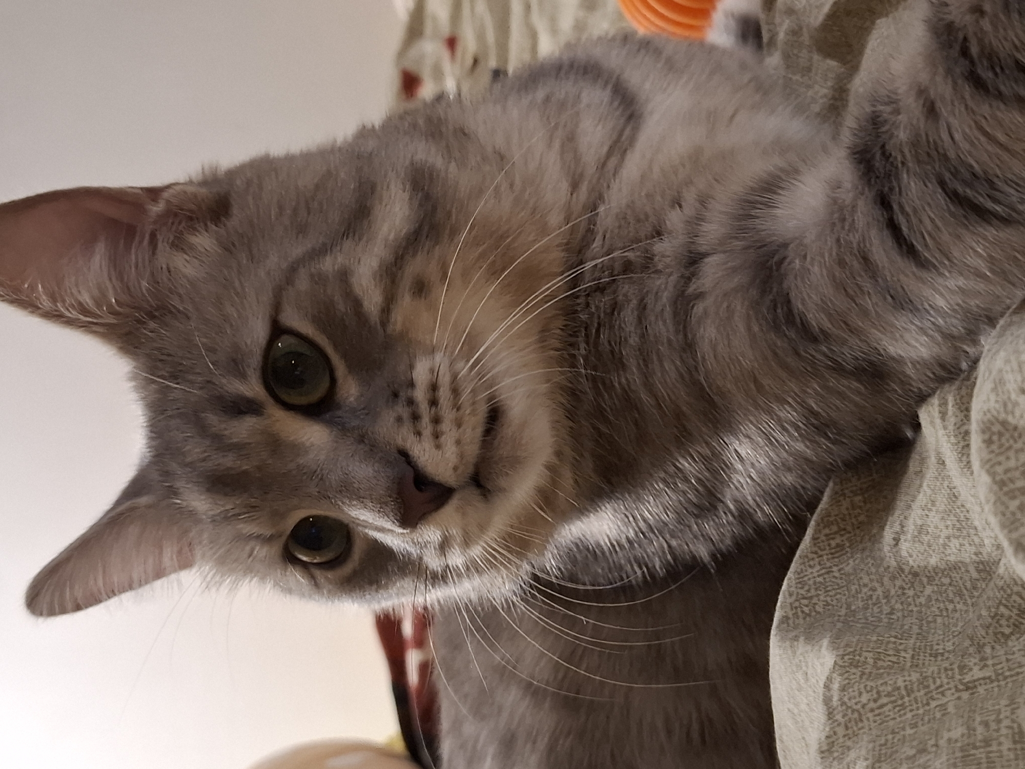 A close-up, eye-level, indoor shot shows a grey tabby cat lying on a textured beige blanket. The cat's head is turned to the left, and its green eyes are wide open, looking slightly off-camera. The cat's fur displays a tabby pattern of darker grey stripes against a lighter grey base. Its whiskers are long and prominent. The background is softly blurred, with hints of a cream-colored wall and some indistinct objects, including a bright orange, ridged object visible on the far right. The lighting appears to be warm and diffused, casting subtle shadows. The scene is devoid of any human presence. The location is unknown, and there is no contextual information to suggest it is in Zemun Urban Municipality, Serbia.