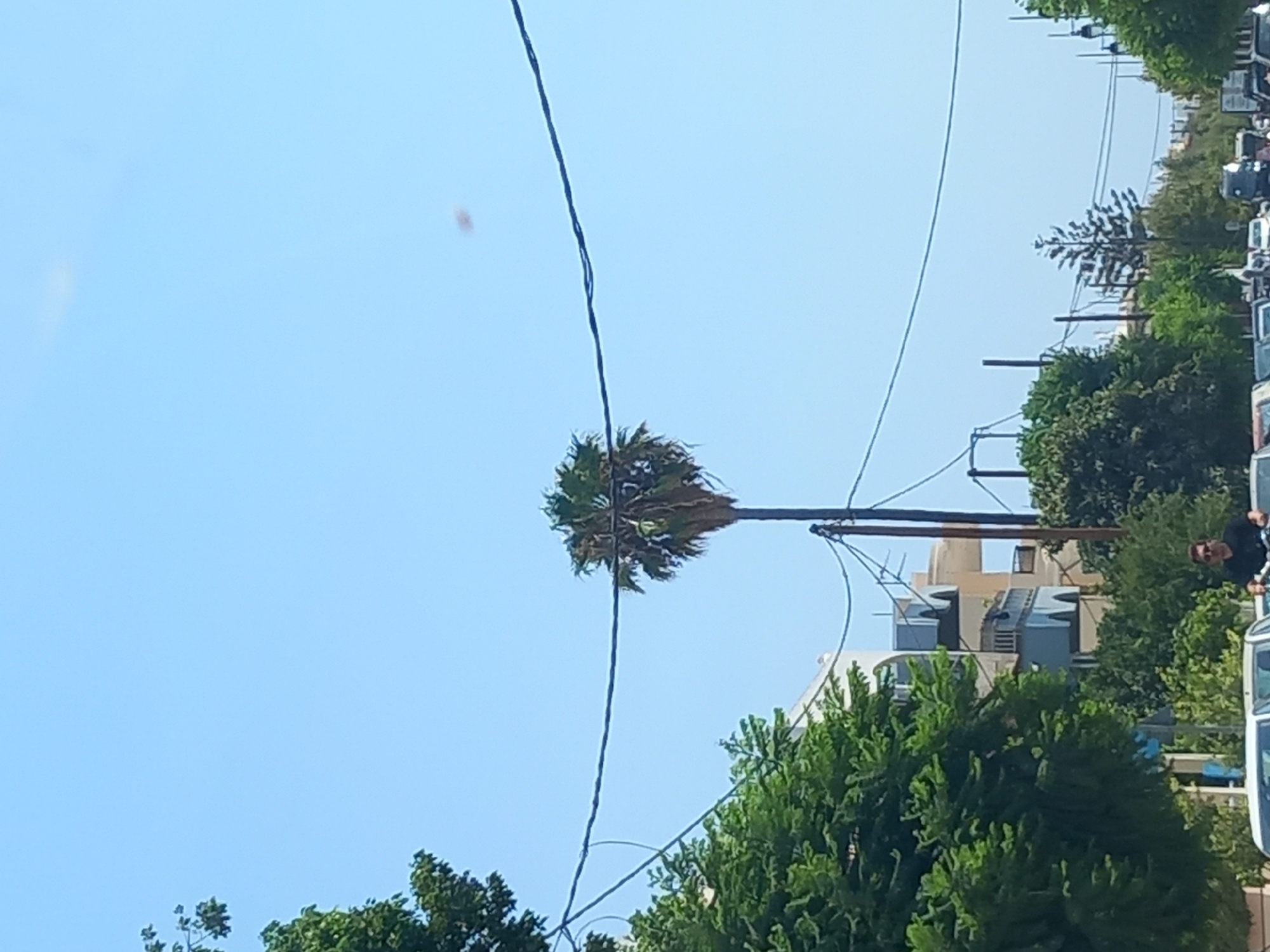 In Kos, Greece, on a clear day, a lone palm tree stands tall against a bright blue sky. The palm tree is surrounded by lush green trees and buildings with blue balconies. In the foreground, a man is riding a scooter, and a line of cars is visible on the road. Power lines stretch across the scene, adding to the urban landscape.