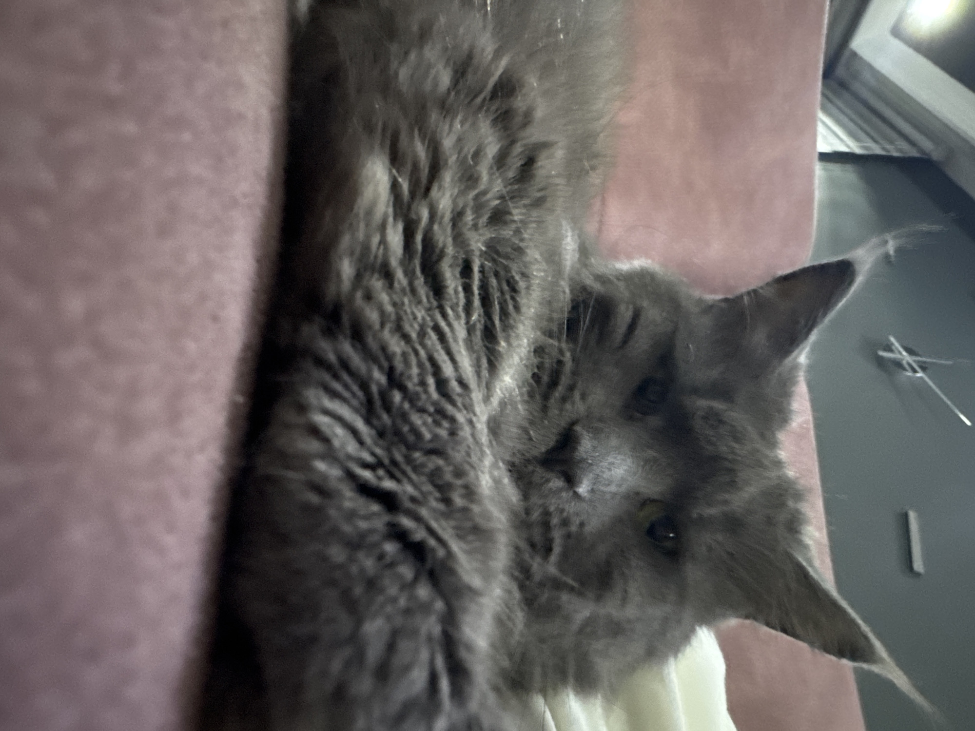 The image shows a close-up of a large grey cat with long fur, lying on a pink surface, likely a sofa or bed. The cat's face is partially obscured by its fur, but its eyes are visible, looking towards the camera. The background is out of focus, suggesting an indoor environment with some lighting fixtures visible on a dark wall. The scene is set in Gölbaşı, Turkey, though the specific location within Gölbaşı is not discernible from the image itself. There are no people present in the image. The cat appears relaxed, with its front paws crossed.