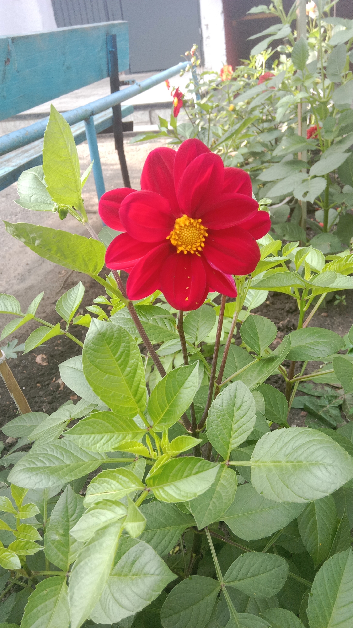 A close-up, eye-level shot captures a vibrant red dahlia flower in full bloom, its yellow center contrasting sharply with its petals. The dahlia is surrounded by lush green foliage, with some leaves showing serrated edges. In the background, out of focus, is a faded blue wooden bench with metal supports, suggestive of an outdoor urban setting. The ground beneath the plants appears to be a mix of soil and small stones. The overall impression is of a natural element thriving in a seemingly man-made environment, possibly a park or a residential garden. The scene is likely located in Petropavl, Kazakhstan, given the contextual information. There are no people or animals present in the image.