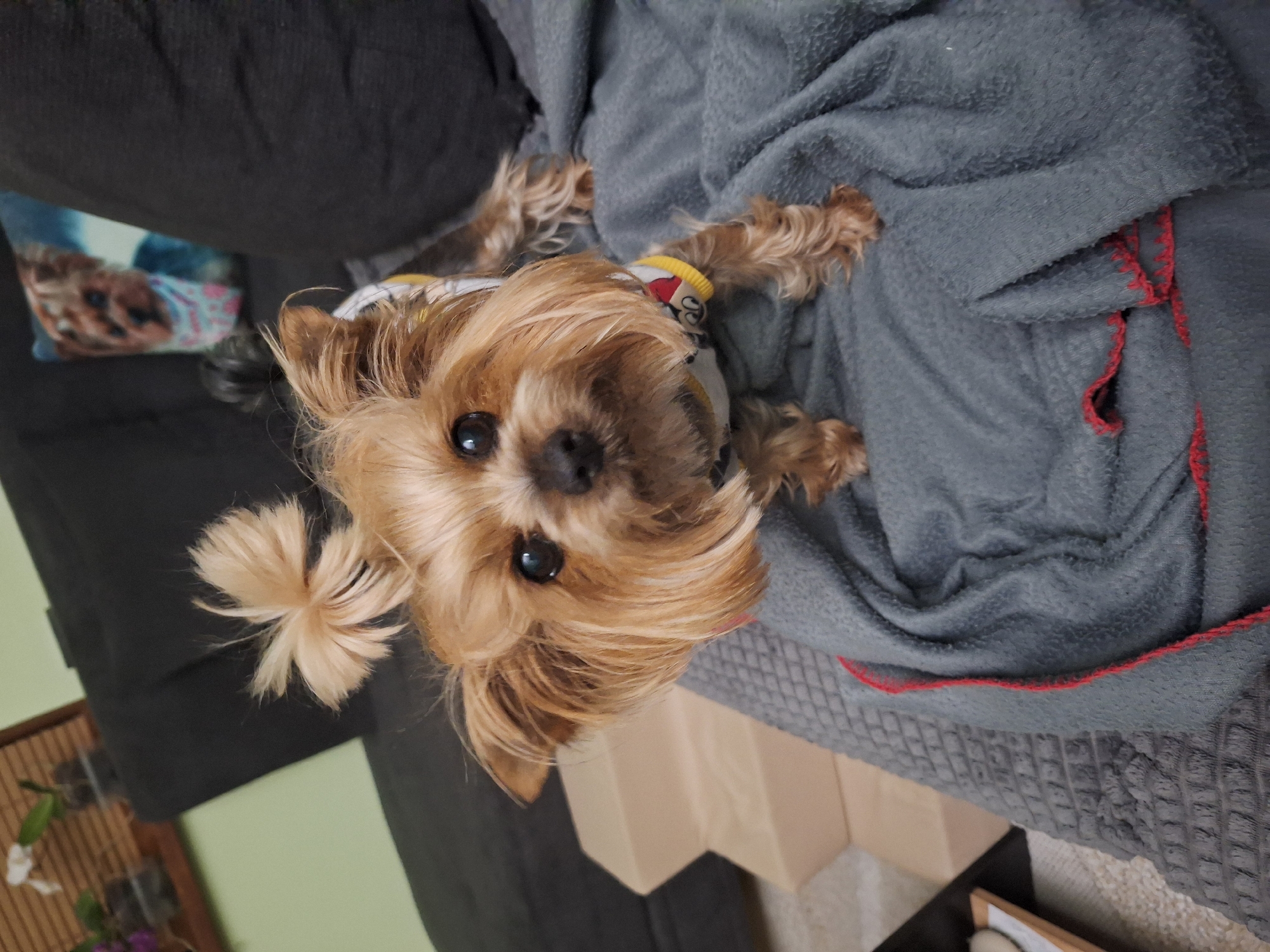 A small, light brown Yorkshire Terrier, or a similar long-haired dog breed, is the central subject of the image, captured from an overhead perspective. The dog is positioned on a grey textured blanket, which is draped over a dark grey sofa or couch. Its head is slightly tilted, and its dark, round eyes are looking directly at the camera, conveying an alert and curious expression. The dog has a small ponytail or bun on top of its head, secured with a light-colored elastic band. Its long, fluffy fur is light brown to blonde, framing its face. It appears to be wearing a yellow collar or harness with a subtle pattern.
The dog's paws are visible, resting on the grey blanket. The blanket itself has a textured, possibly fleecy, surface and features red stitching or trim along its edge, creating a contrasting detail. In the background, to the left, a portion of another pillow with a patterned fabric (possibly an animal print or abstract design) is visible on the couch. Further into the background, a light green wall and a wooden structure, possibly a piece of furniture or decor with bamboo-like slats, can be seen. Below the dog, a light-colored, possibly cardboard, box-like object is partially visible on the floor, which appears to be carpeted. The lighting suggests an indoor daytime setting. No visible text is discernible in the image. The scene depicts a casual, domestic environment, likely a living room, in a location such as Montana, Bulgaria.