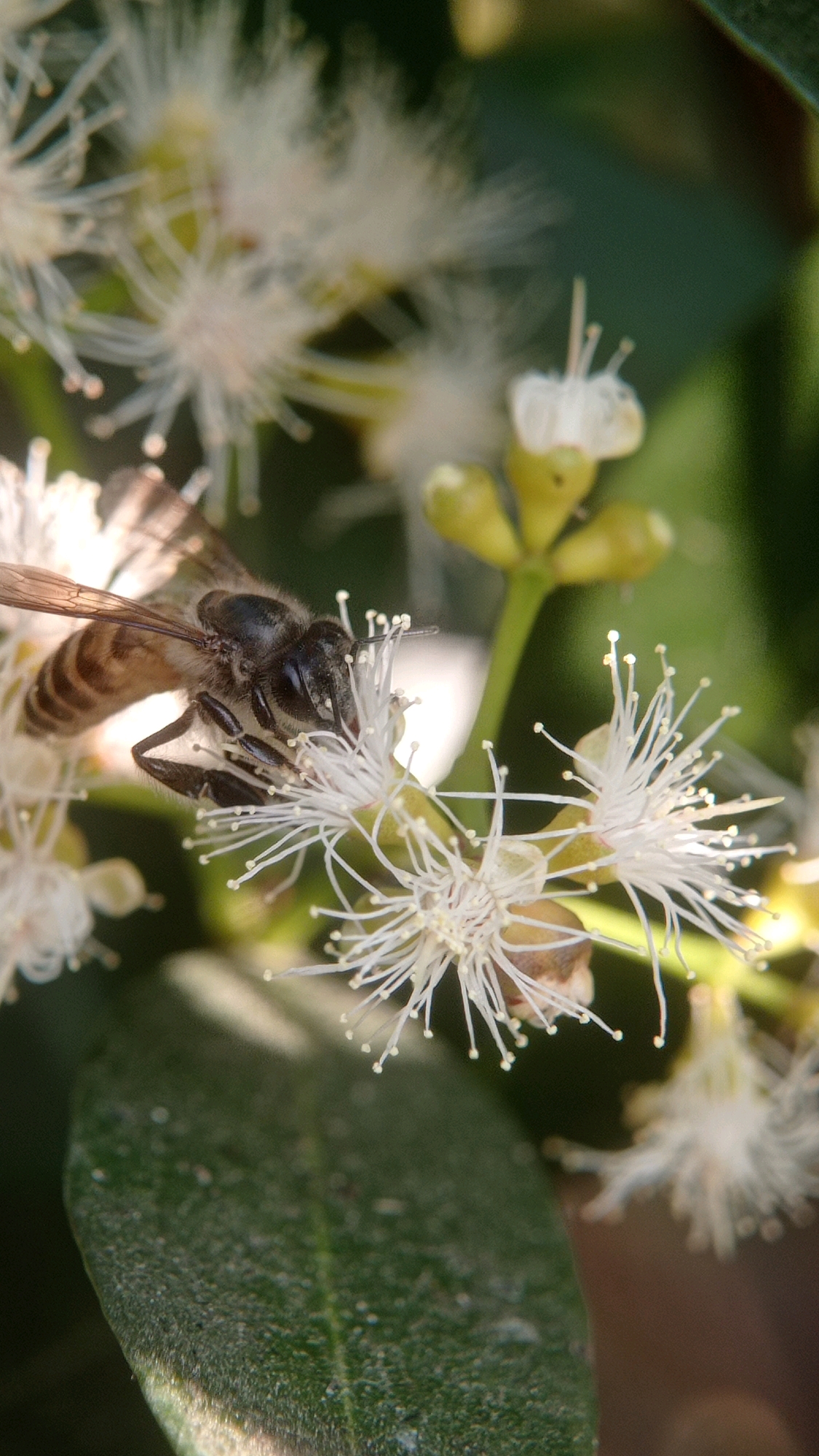 In Bedali, Indonesia, a close-up macro photograph captures a honey bee actively engaged with a cluster of white, fluffy flowers. The bee is positioned on the left side of the frame, its striped abdomen and dark head clearly visible as it appears to be collecting nectar or pollen. Its wings are partially extended, and its legs are spread, making contact with the delicate stamens of the flower. The flowers themselves are intricate, with numerous fine, white filaments extending outwards from a central point, tipped with small, light-colored anthers. Some green leaves are present in the foreground and background, providing a natural, organic setting for the scene. The lighting suggests it is daytime, with a soft glow illuminating the subject.