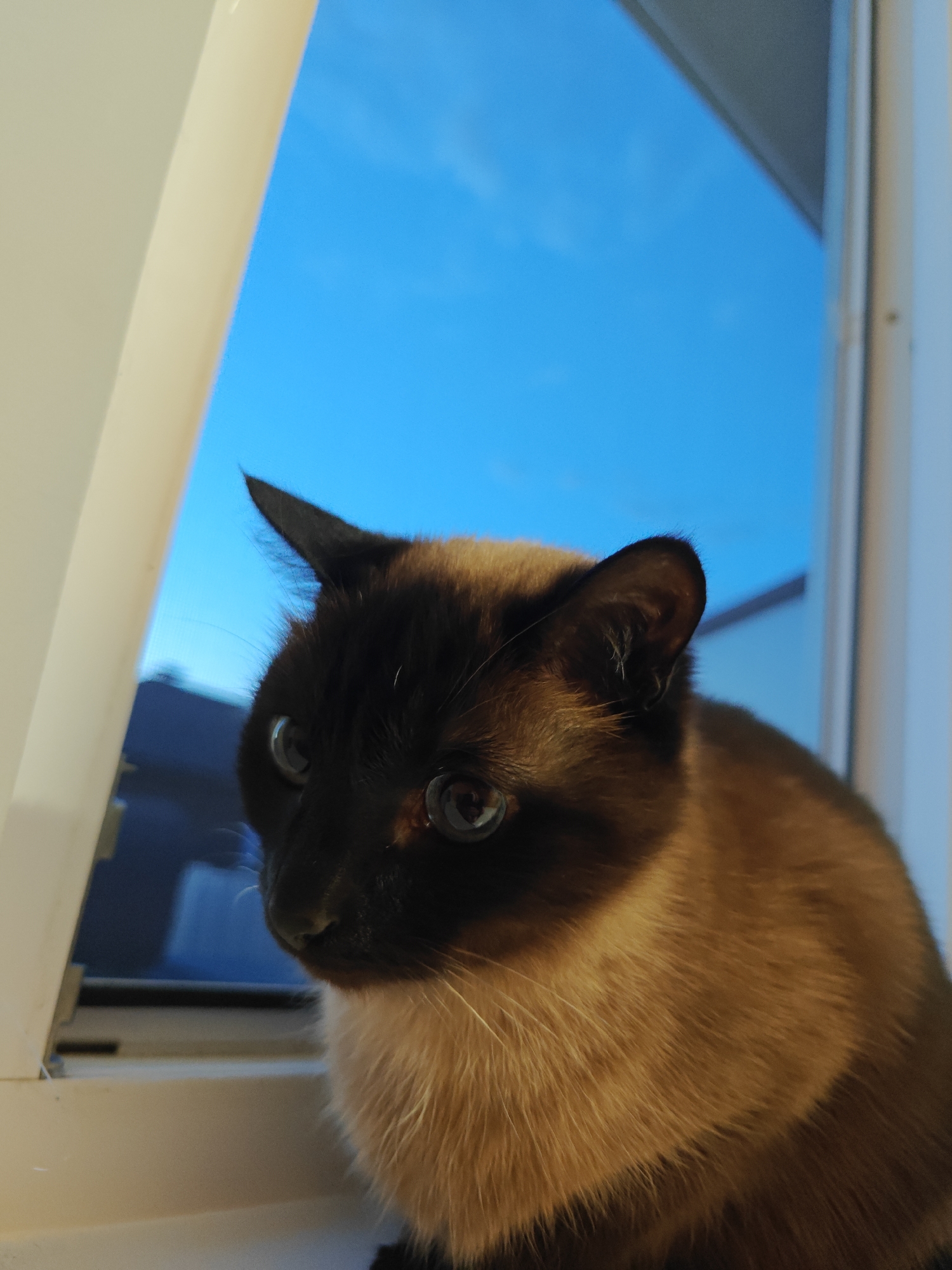 A close-up shot captures a Siamese cat with dark points and bright blue eyes resting on a white windowsill. The cat is looking to the left, with its fur appearing light brown on its chest and darker brown on its face and ears. Behind the cat, a bright blue sky is visible through a window, with a dark building or structure faintly discernible in the distance. The scene appears to be indoors, with a white frame of the window also visible on the right side of the image. The location is identified as Русский Вожой, Russia.