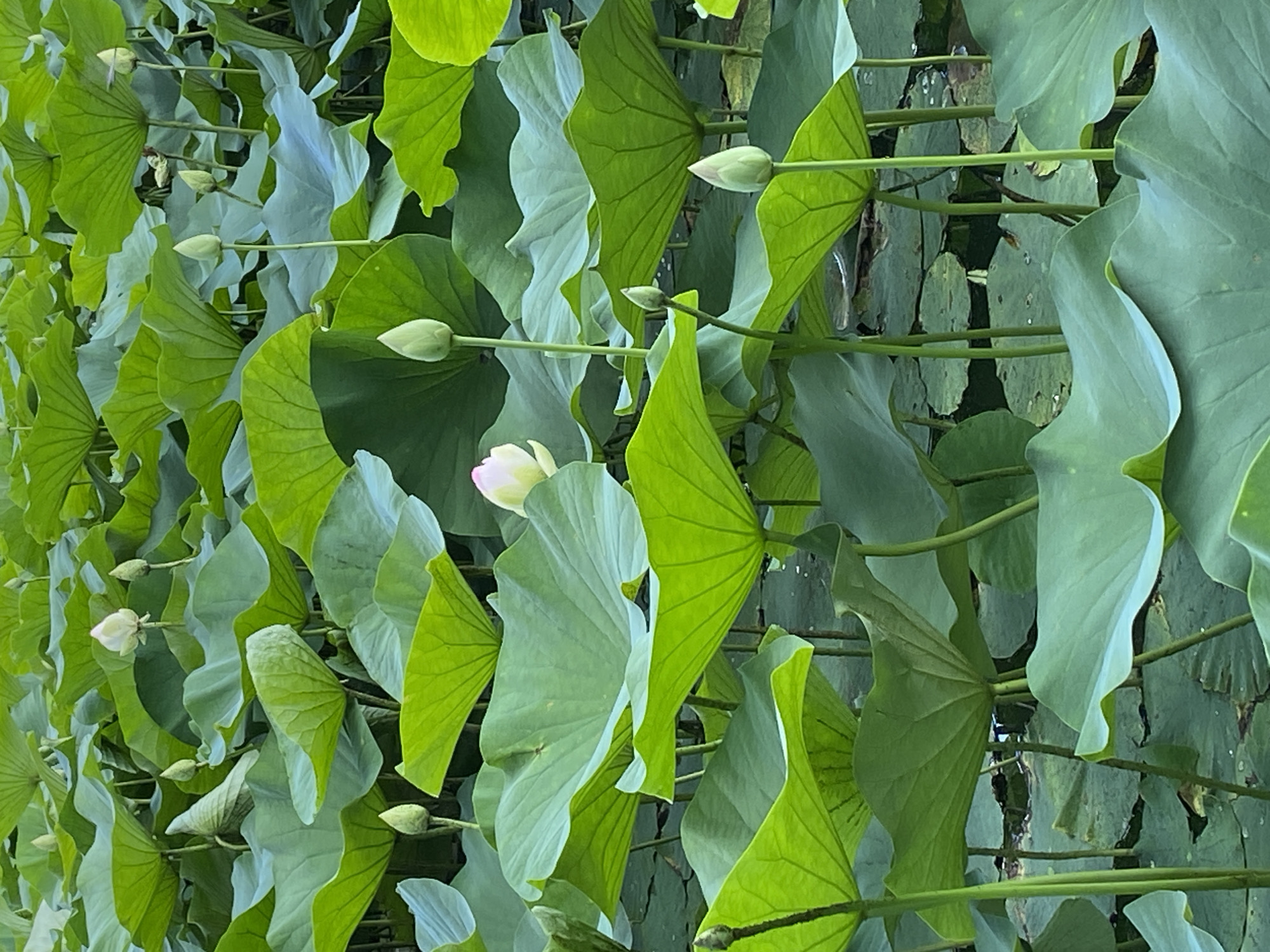 The image depicts a dense collection of lush green lotus leaves and a few budding lotus flowers. The leaves are large and round, with prominent veins, and many are tilted upwards, creating a layered effect. Several pale green lotus buds are visible, some fully closed and others just beginning to open. In the lower left quadrant, a partially opened lotus flower with delicate white and pink petals is present. The scene is dominated by varying shades of green, from vibrant lime to a softer, muted grey-green, indicating a healthy aquatic environment. The water surface, where visible in the background, appears dark and still, reflecting the surrounding foliage. The overall impression is one of natural abundance and tranquility, suggesting a serene natural setting. Given the location context of Plastunovskaya, Russia, this scene likely represents a pond or a calm body of water within that region during a warm season, given the presence of blooming lotus flowers. The lighting suggests it could be daytime, with soft, diffused light, typical of an overcast day or early morning/late afternoon. There is no visible text in the image.