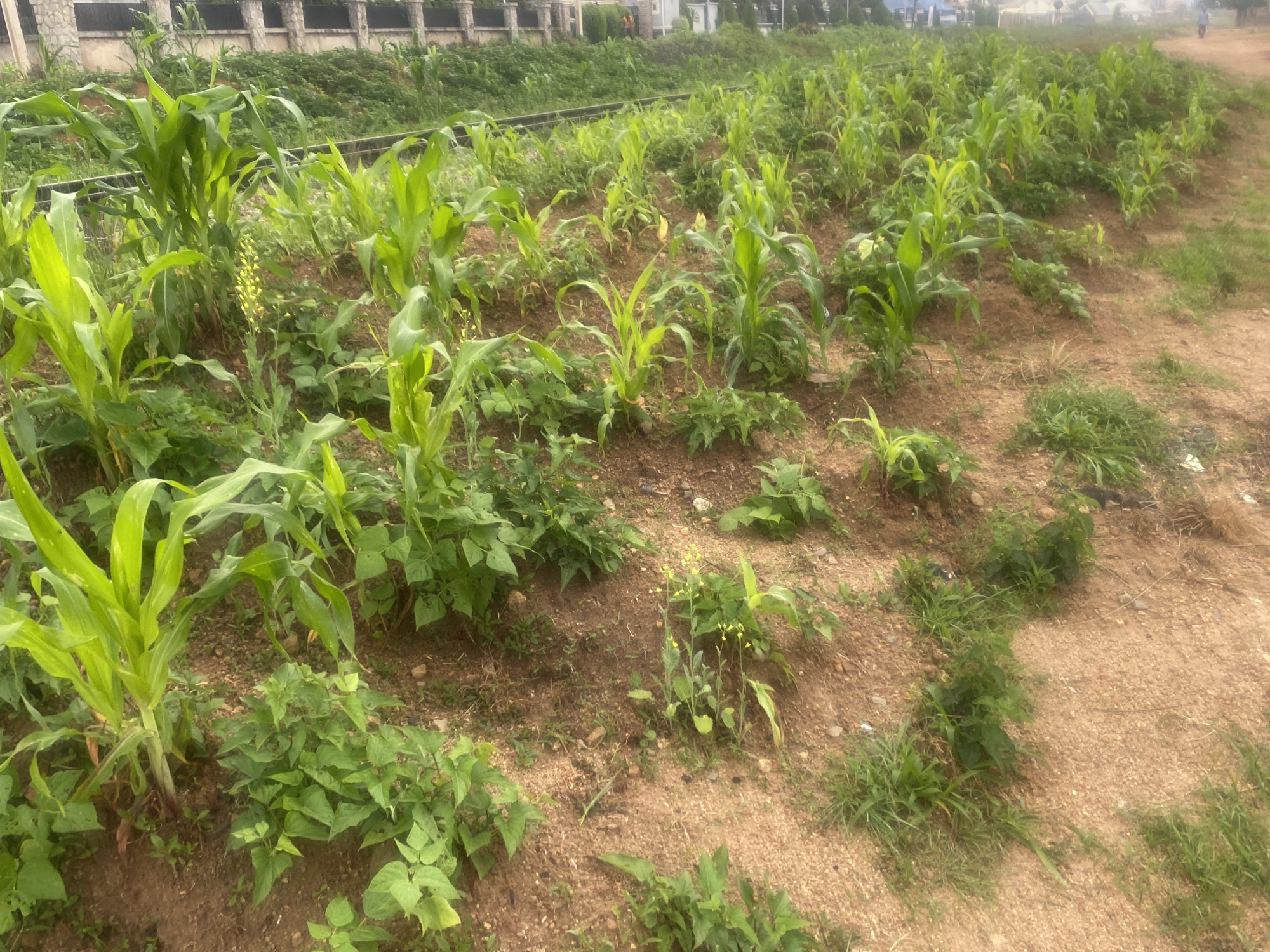 In Gura Top, Nigeria, a cultivated field of young corn plants is visible. The corn, with its vibrant green leaves, is planted in rows on a gentle slope. The soil appears to be a mix of reddish-brown earth and sand. Interspersed with the corn are smaller green plants, possibly beans or other ground crops. A single plant with yellow flowers stands out amidst the green foliage. In the background, a low stone wall topped with metal fencing forms the boundary of the field. Beyond the wall, dense green vegetation and some buildings are discernible. The scene depicts an agricultural setting within a town or city.