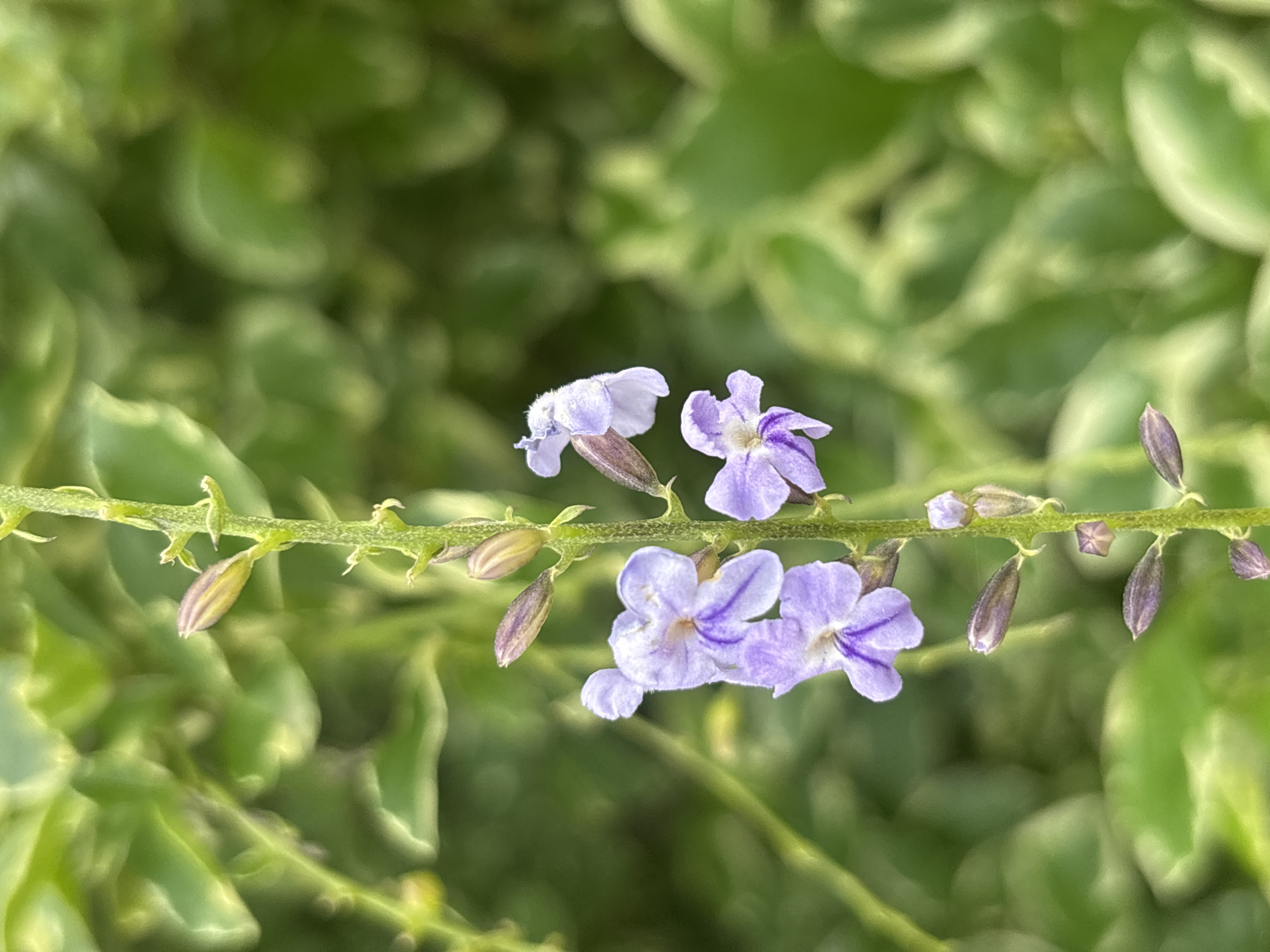 The media file is a close-up, horizontal shot of a branch with small, light purple flowers and buds. The flowers have delicate petals, some with darker purple markings. The branch is green and slender, with tiny structures that appear to be undeveloped leaves or bracts along its length. Several dark, elongated buds are visible, some appearing pointed and others more rounded. The background is a soft, out-of-focus blur of green foliage, with some lighter variegation suggesting sunlight dappling through leaves. The lighting appears natural, suggesting it was taken during the daytime. The overall impression is one of delicate natural beauty, focusing on the intricate details of the flowering plant. There is no visible text. The location context provided is Jos, Nigeria.