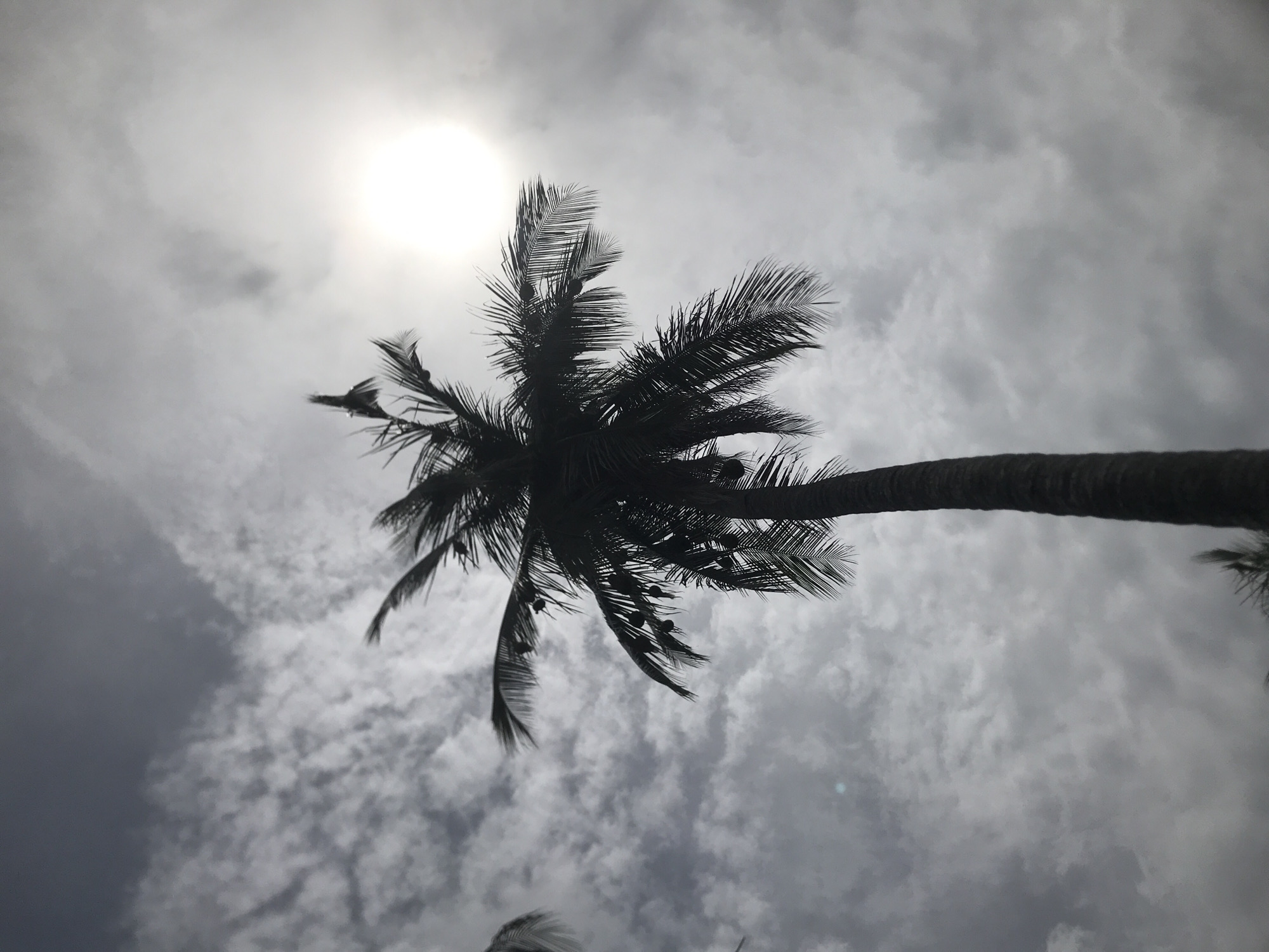 The image shows a grayscale view from directly beneath a palm tree in Cotgapu, Indonesia. The tree's trunk extends diagonally across the frame from the lower right, leading to a canopy silhouetted against a bright, partially obscured sun. Coconuts are visible hanging from the tree. The background is a cloudy sky with varying shades of gray, suggesting a potentially overcast or stormy weather. The perspective emphasizes the height of the tree and the dynamic cloudscape.