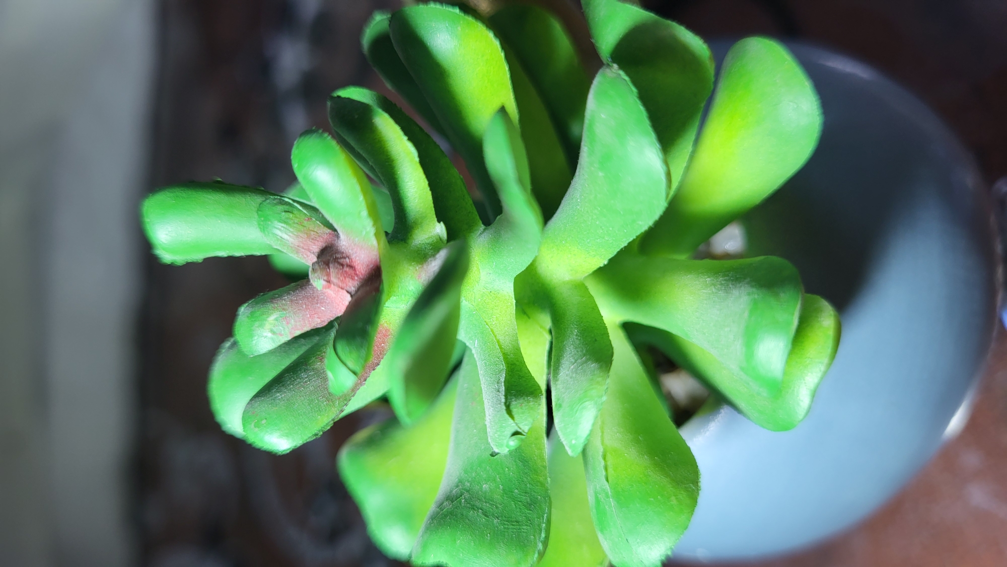 A close-up, vertical, eye-level shot showcases a vibrant green succulent plant with pinkish-red accents at its core, housed in a smooth, pale blue pot. The plant's fleshy, plump leaves are tightly clustered, with some showing a dusty texture. The background is softly blurred, revealing hints of a patterned surface, possibly a rug or tablecloth, and a darker, out-of-focus area suggesting a wall or other furniture. The lighting creates a dramatic effect, with bright illumination highlighting the plant and casting shadows. There are no people or animals present in the image. The specific location in Horishni Plavni, Ukraine cannot be determined from the visual information provided.