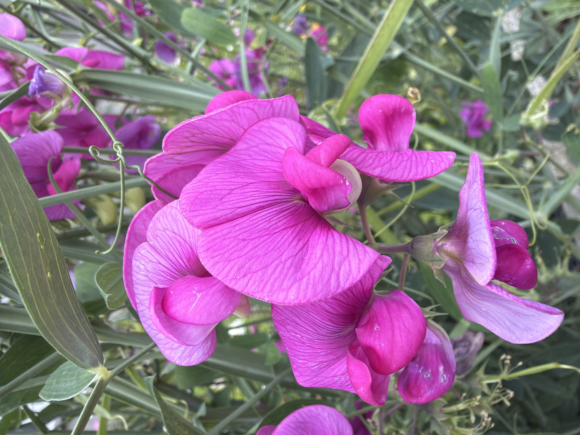 The image is a close-up, eye-level shot of a cluster of vibrant magenta sweet pea flowers with green foliage in the background. The flowers are in various stages of bloom, with some fully open and others still forming. The petals are delicate and velvety, with visible veining. The overall impression is one of lush, natural beauty. The image was captured in the botanical garden in Szczecin, Poland.