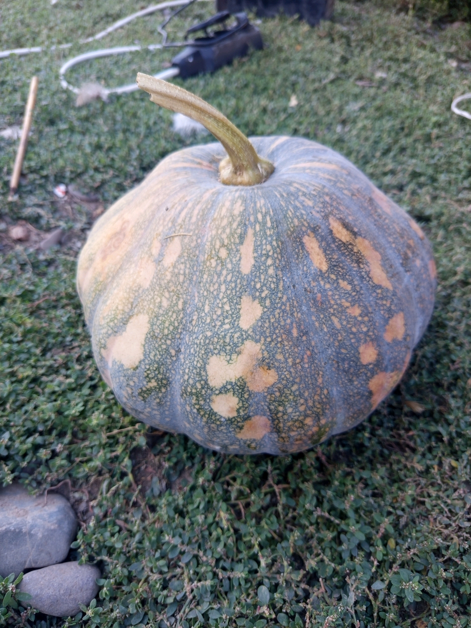 A large, unripe pumpkin with a ribbed surface and patches of yellow and green is lying on a patch of dense, low-lying green vegetation, possibly grass or ground cover. The pumpkin has a short, stubby, broken stem. The background is blurred, but appears to be a mix of green grass, soil, and some indistinct dark objects, one of which is white and coiled. The image has been taken from a slightly elevated angle, looking down at the pumpkin. There is no visible indication of the location being in Jardy-Su, Kyrgyzstan.