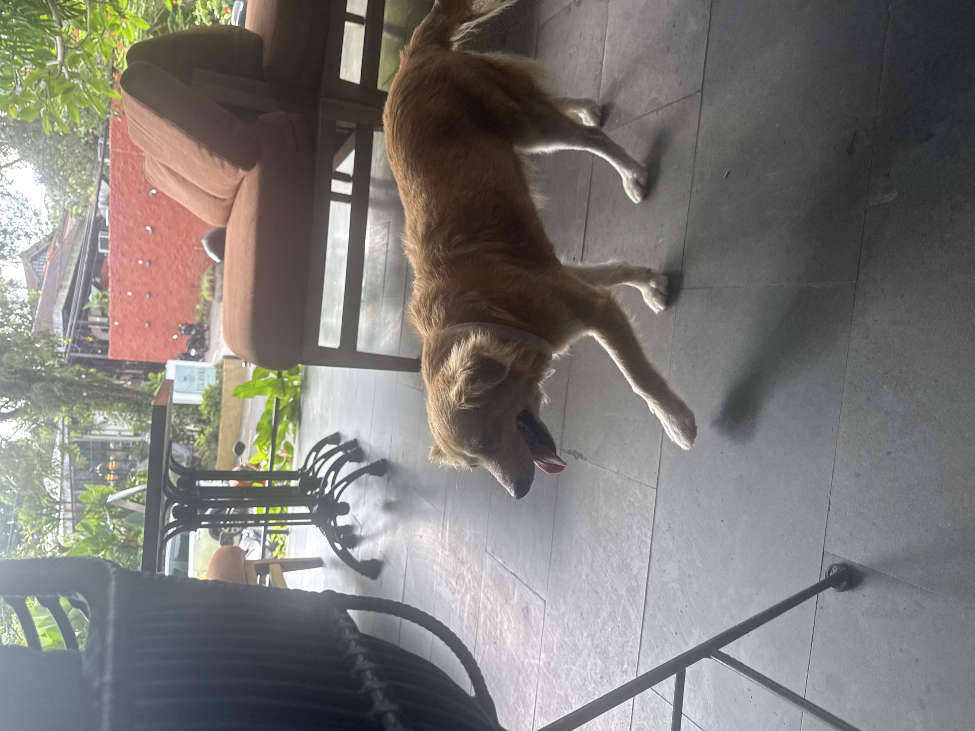 The image, taken in the Ubud District, Indonesia, shows a light brown Golden Retriever dog standing on a grey tiled floor. The dog is panting with its tongue sticking out. In the background, there is an outdoor seating area with a brown sofa, metal chairs, and tables. Beyond the seating area, there is greenery, including trees and plants, and buildings.