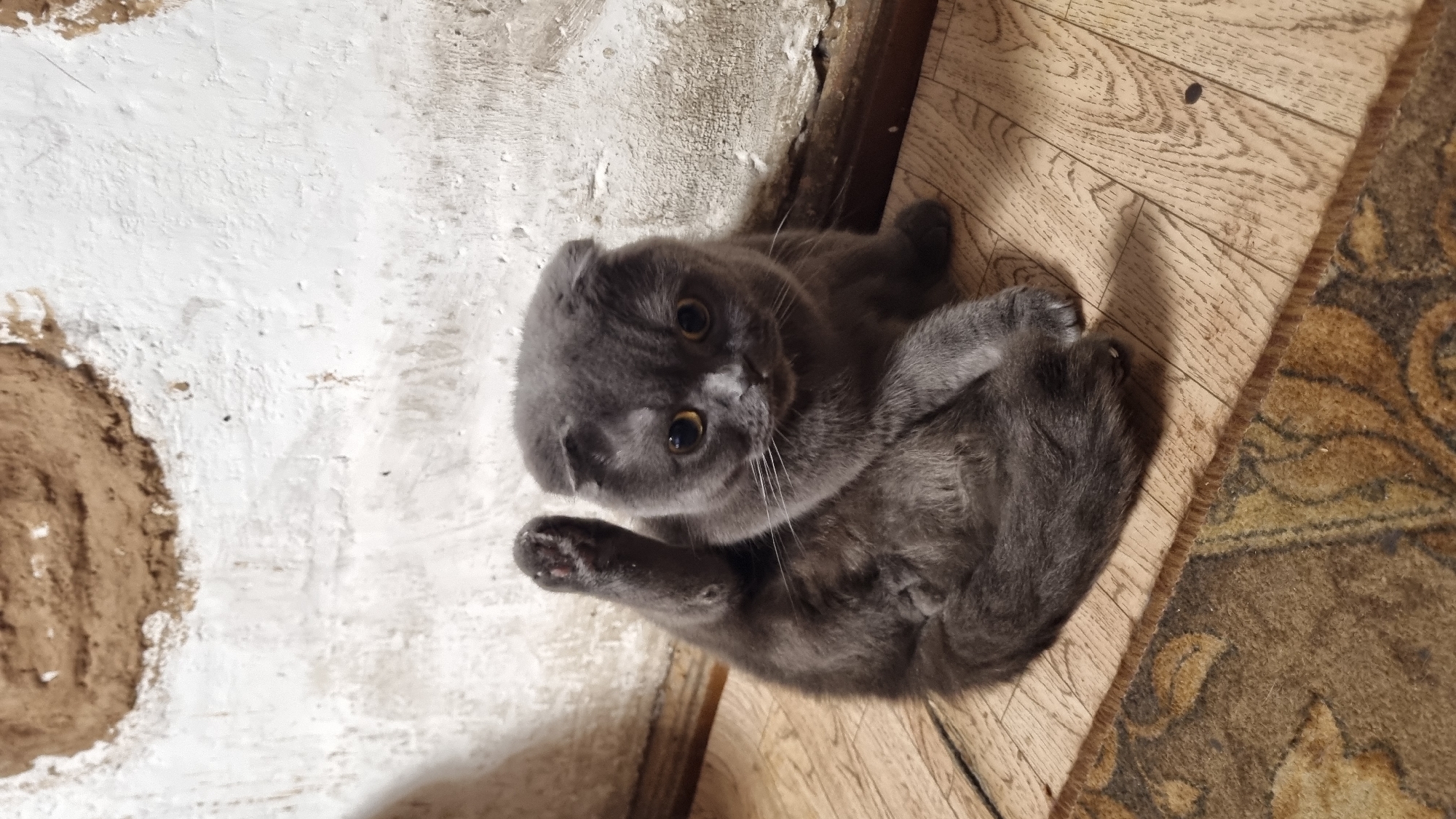 A short-haired, grey Scottish Fold cat sits on a wooden floor with a patterned rug. The cat is positioned facing forward with its hind leg raised, showing its paw. The wall behind the cat is textured and painted white with some brown markings. The scene appears to be indoors, possibly in a home in Vysokoe, Russia, given the context of the request.