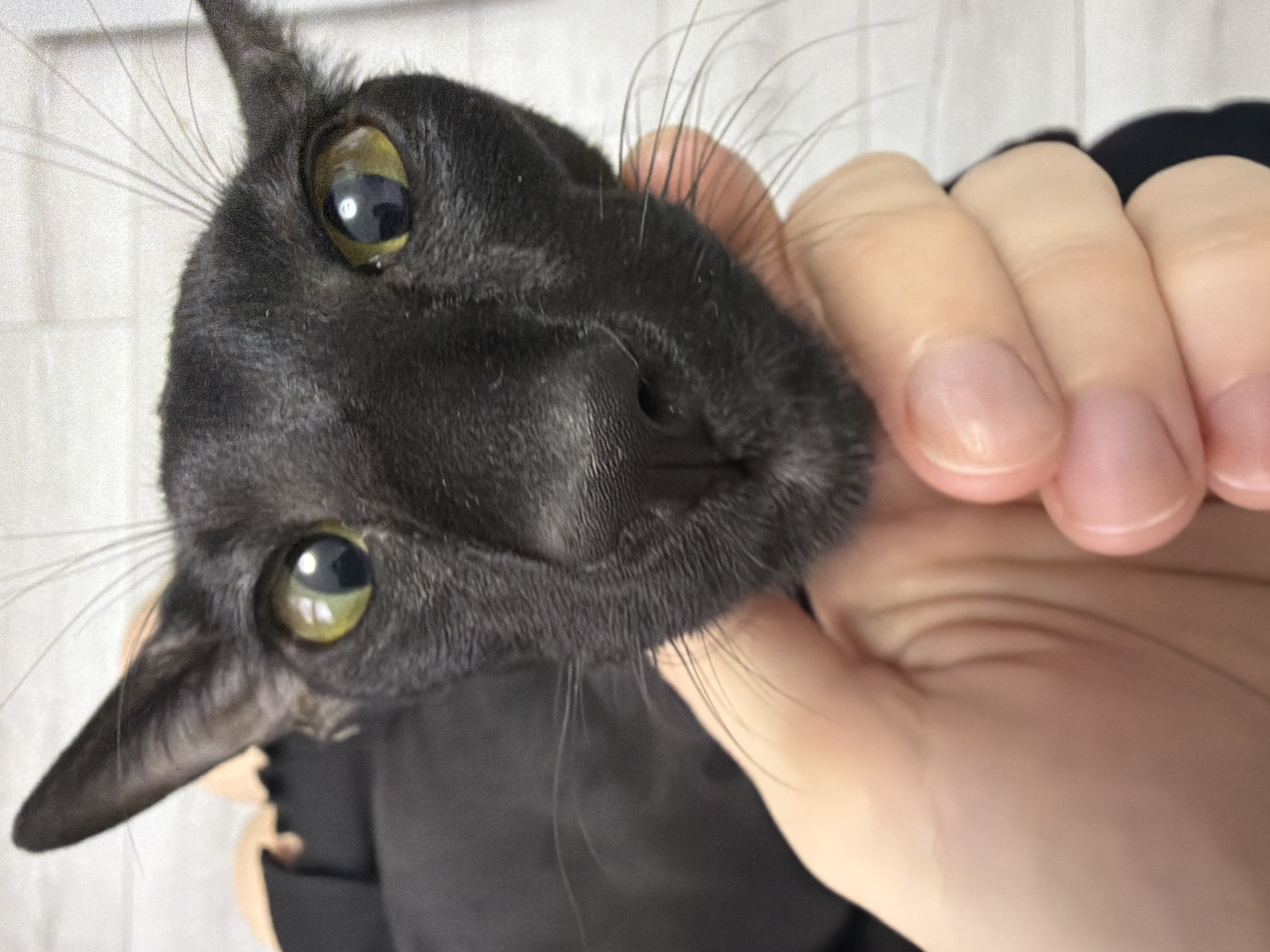 A close-up, slightly angled view captures the face of a black cat being held in a human hand. The cat has a sleek coat, large, expressive greenish-yellow eyes, and prominent whiskers. The human hand is fair-skinned with short nails. The background is a blurred, light-colored vertical paneling. The location of the city of Chaikovsky, Russia, is not visibly represented in the image.