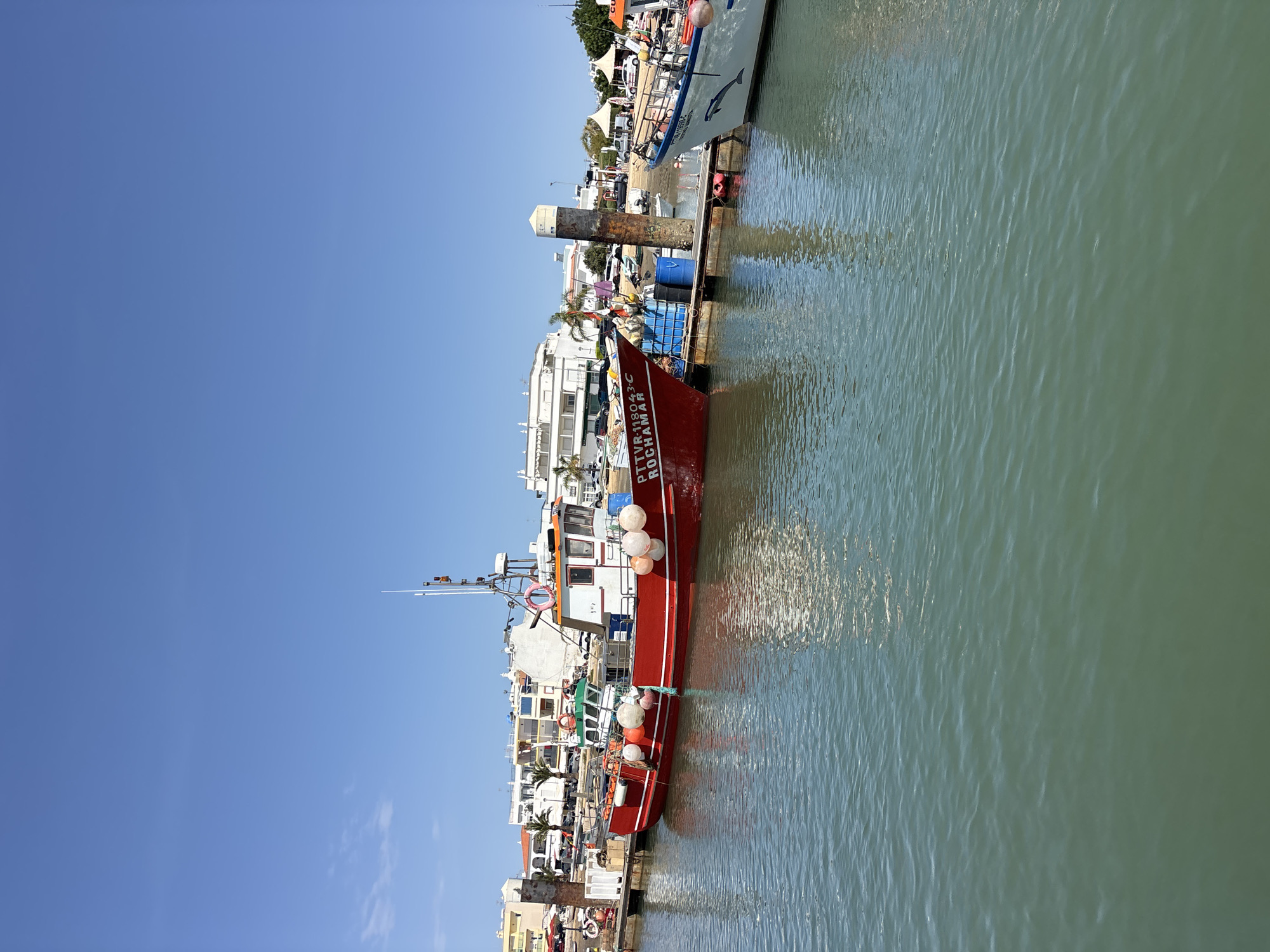 The image shows a view of the marina in Tavira, Portugal, on a clear, sunny day with a bright blue sky. In the foreground, the calm, green water of the marina reflects the surrounding boats and buildings. Moored in the marina are several fishing boats, most prominently a large red and white vessel with "PTTVR-118043-C ROCHAMAR" visible on its side. This boat is adorned with numerous round white fenders. Another boat, predominantly white with blue trim and a dolphin graphic on its hull, is moored to its right. In the background, a promenade is lined with buildings, some appearing residential or commercial, with a few palm trees interspersed. Cars are parked along the promenade. Several mooring posts are visible, including a tall, weathered concrete one. A few people can be seen on the promenade, but they are indistinct. The overall scene depicts a peaceful harbor with active fishing vessels.